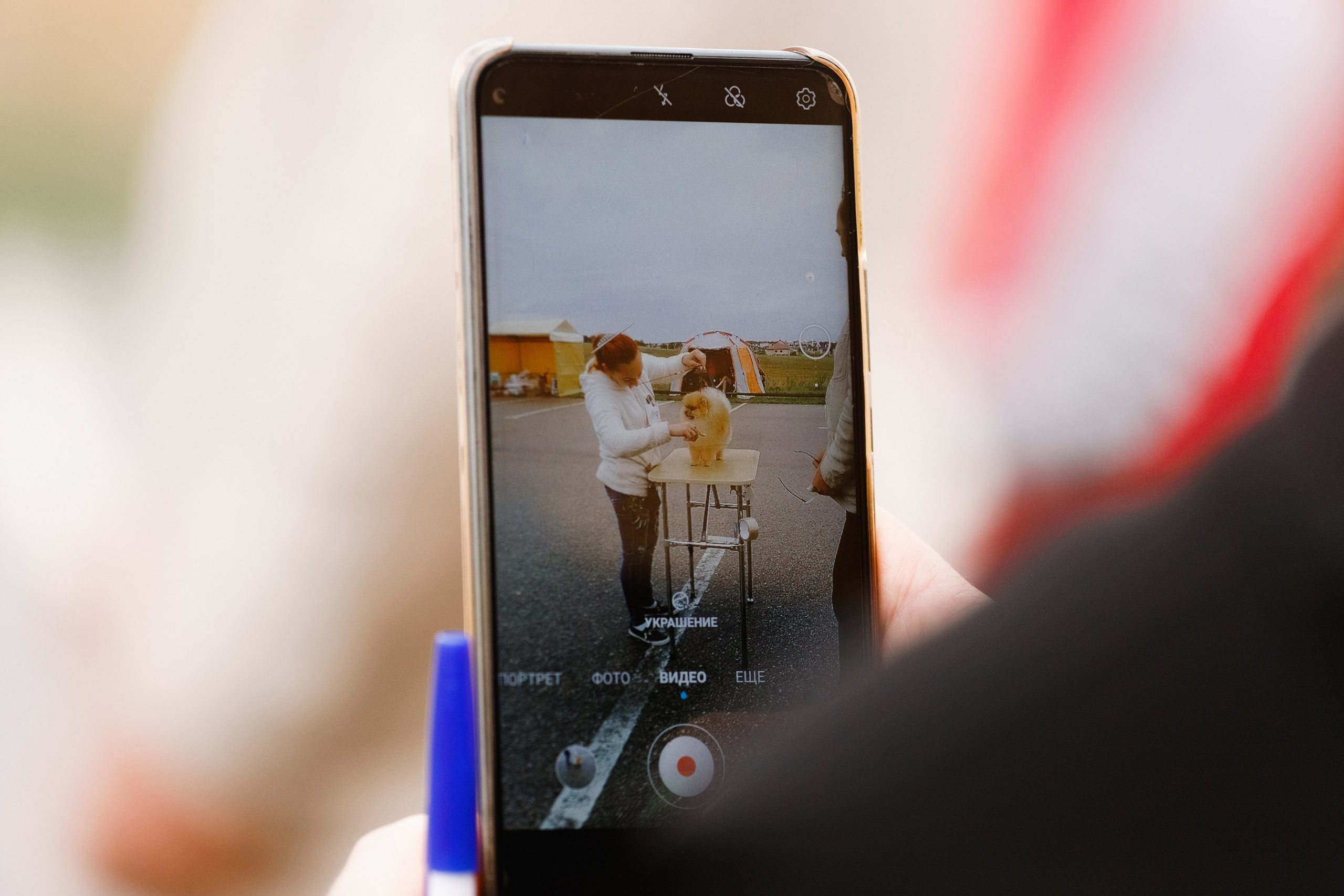 Rainy dog show in Grodno. Kaja | fotograf we Wrocławiu | ludzie i psy