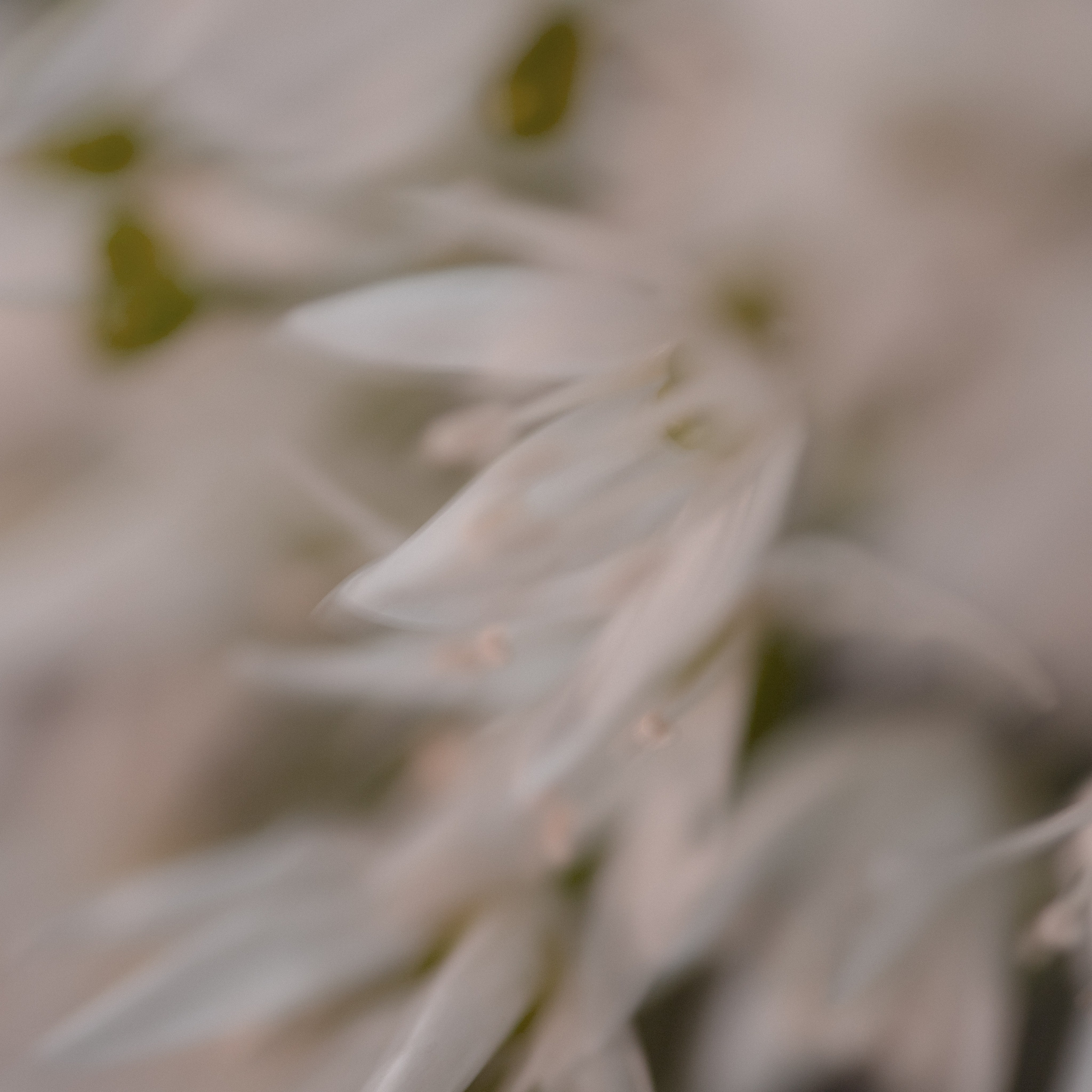 WILD GARLIC. Natalja Poplavska — Visual artist, Photographer, East Sussex, London