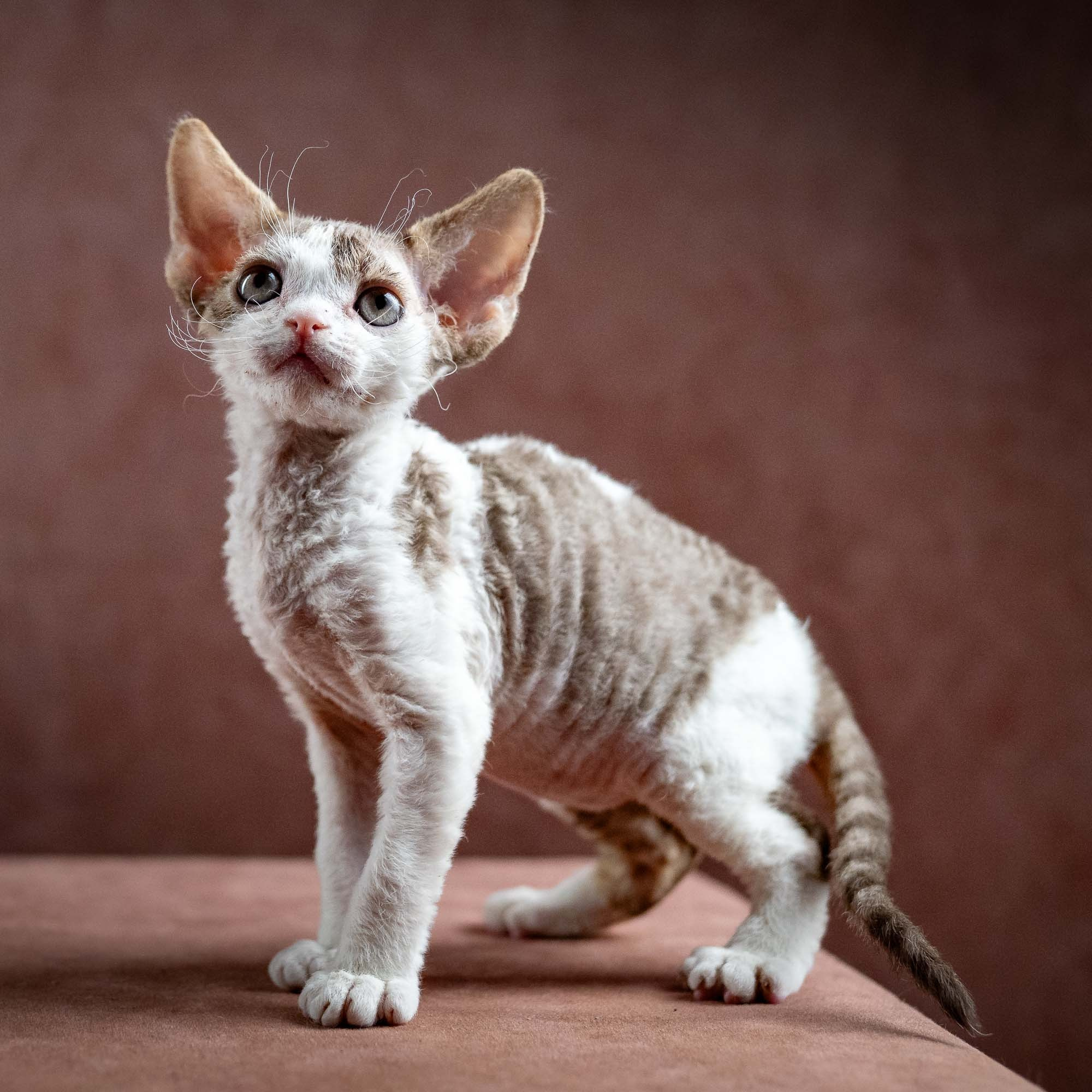 Hermes, boy, born 04.20.25. Devon Rex Pixie Cattery