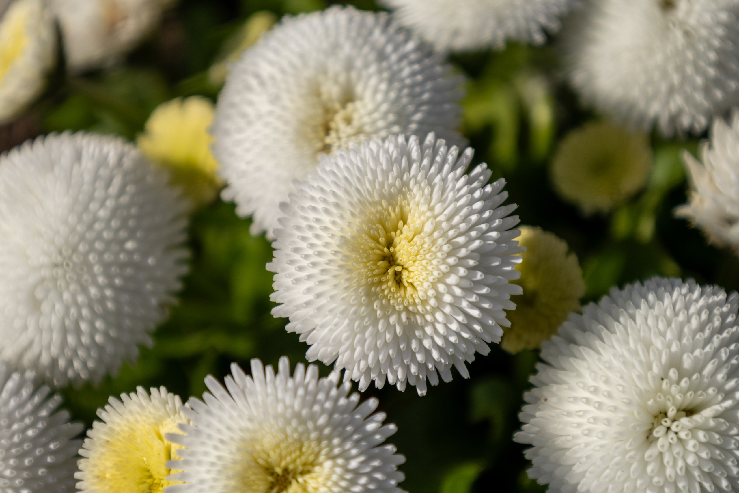 Fotograf. Lucrez cu oameni, produse și spații. Portret și fotografie creativă. Bacău, România. Lidia Savinoiu