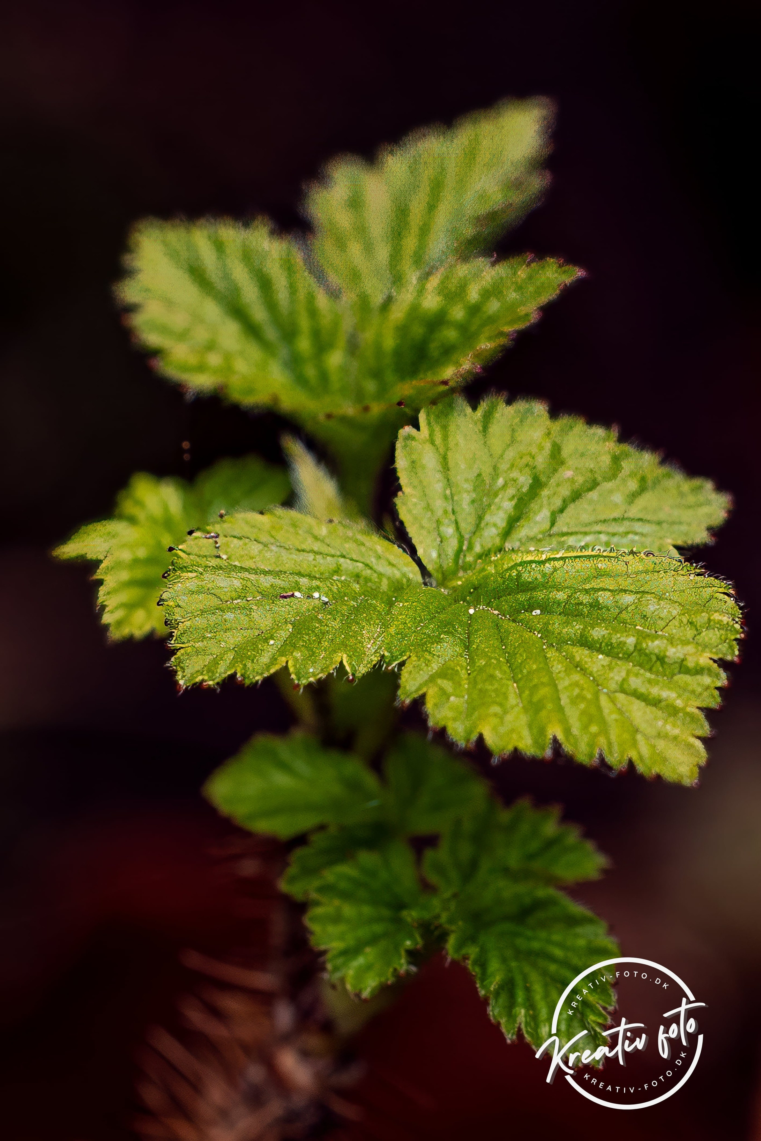 Forår. Fotograf Aarhus | Portrætfoto Århus | Flotte billeder