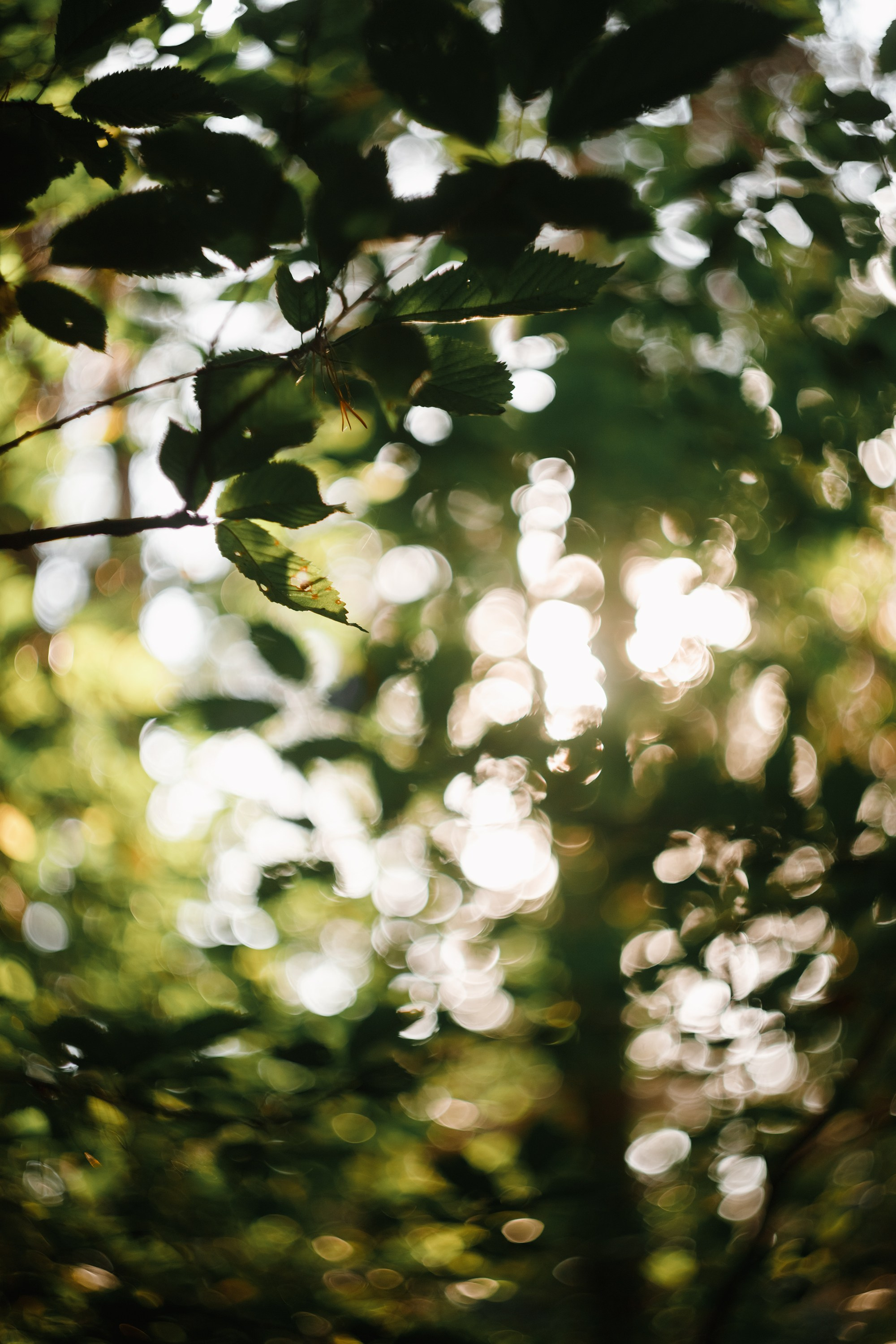 Grodno. Kaja | fotograf we Wrocławiu | ludzie i psy