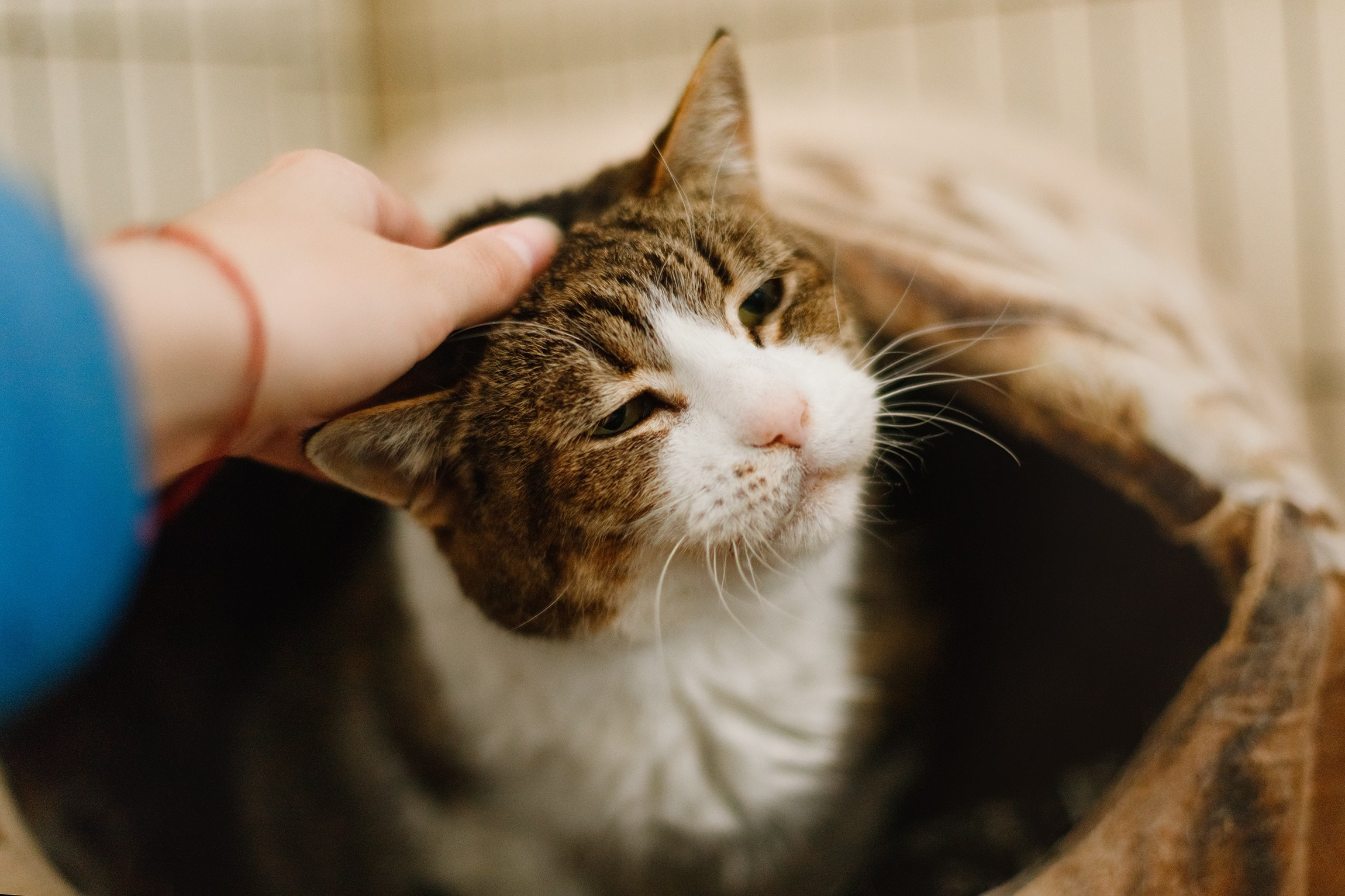 Shelter's cats for adoption. Kaja | fotograf we Wrocławiu | ludzie i psy