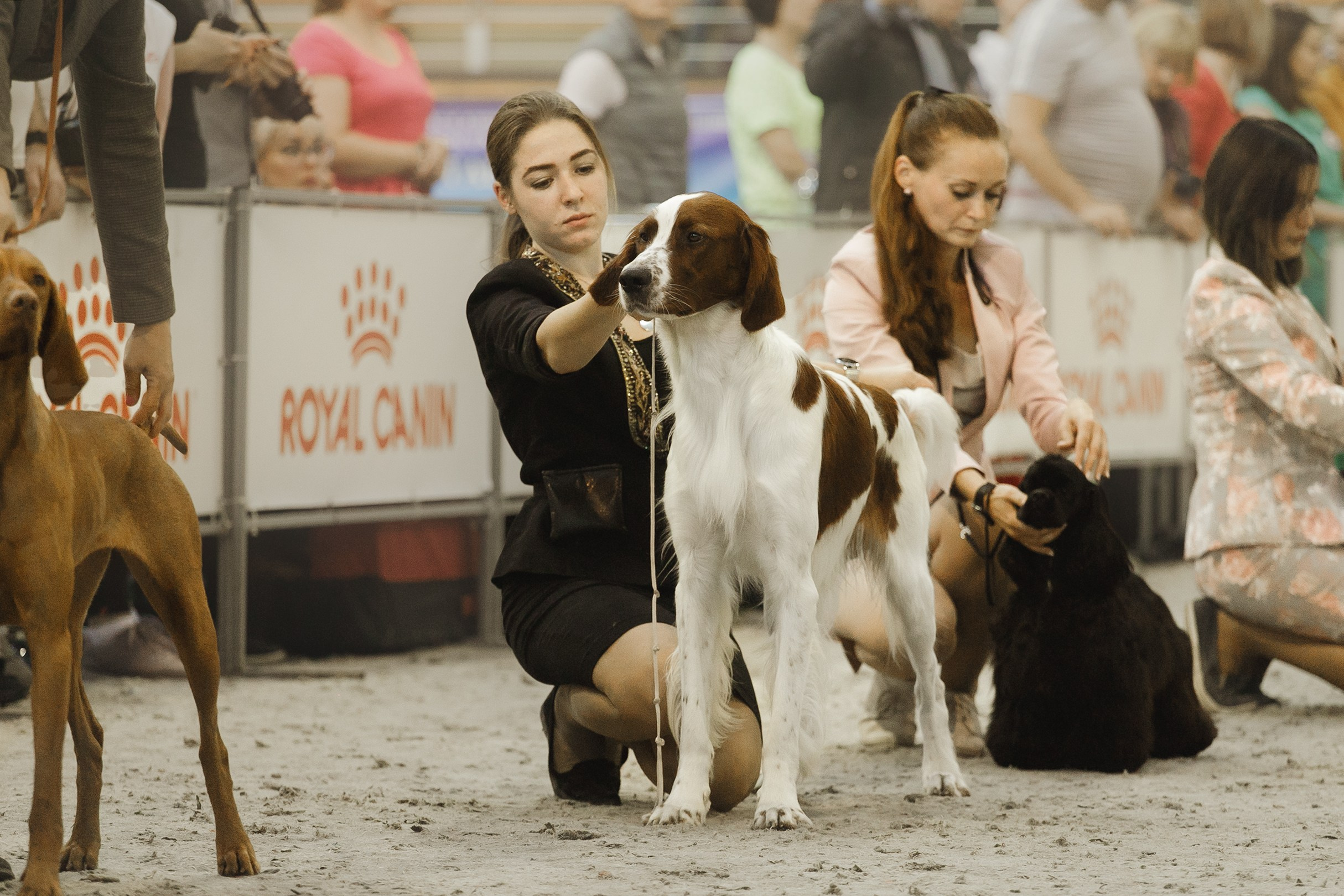 Dog shows | the best ones. Kaja | fotograf psów we Wrocławiu
