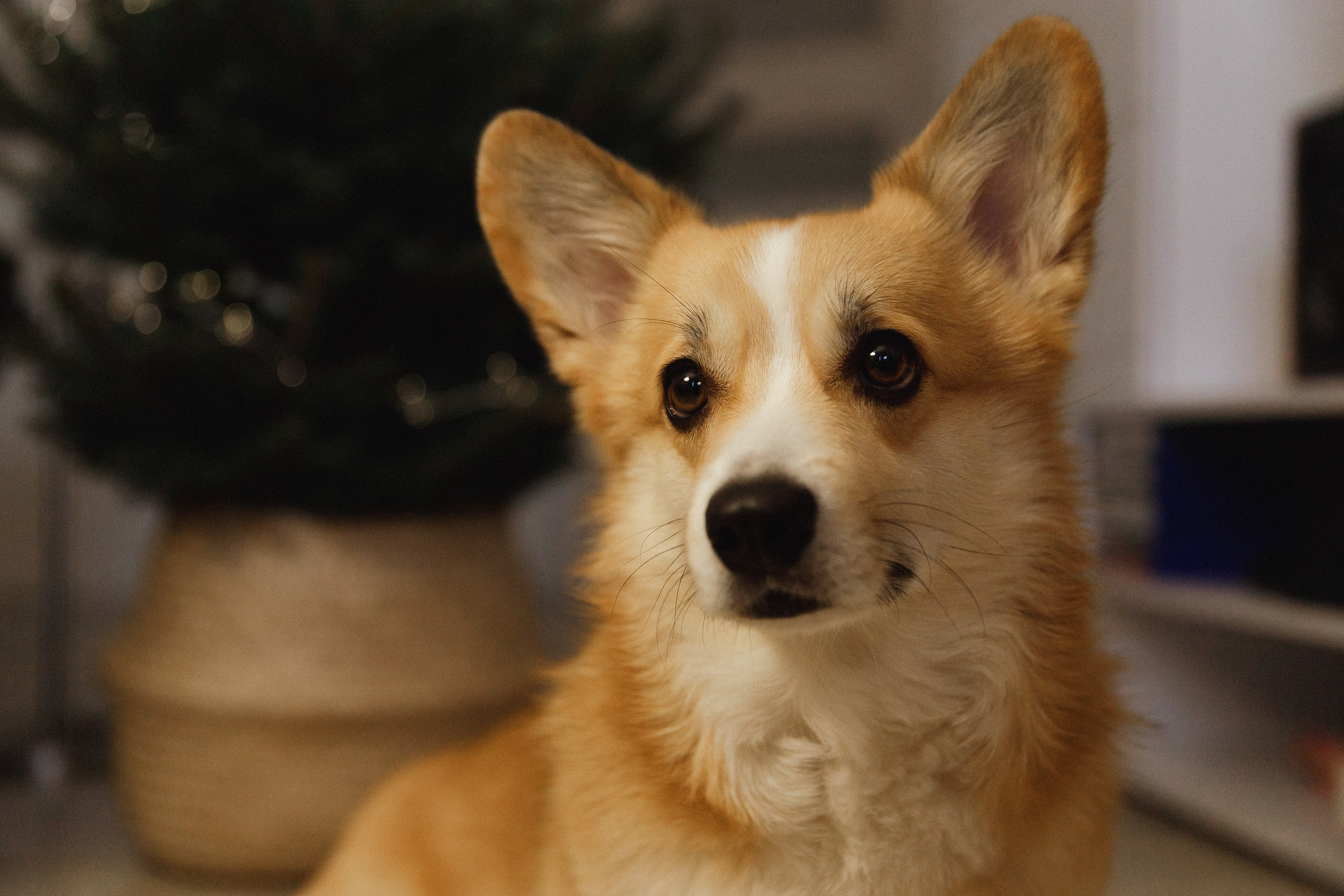 Dasha & Daisy. Kaja | fotograf psów we Wrocławiu