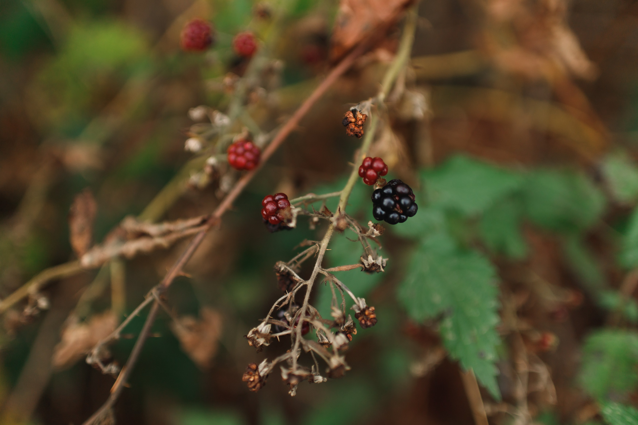 Sowie góry. Kaja | fotograf we Wrocławiu | ludzie i psy