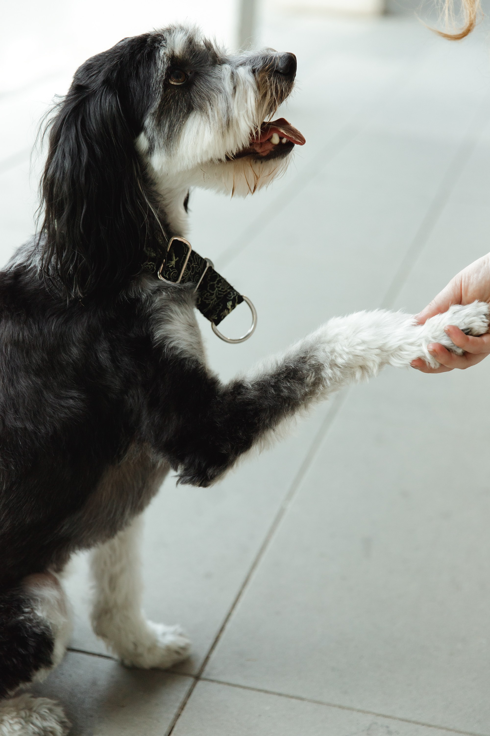 Lera & Flora. Kaja | fotograf we Wrocławiu | ludzie i psy