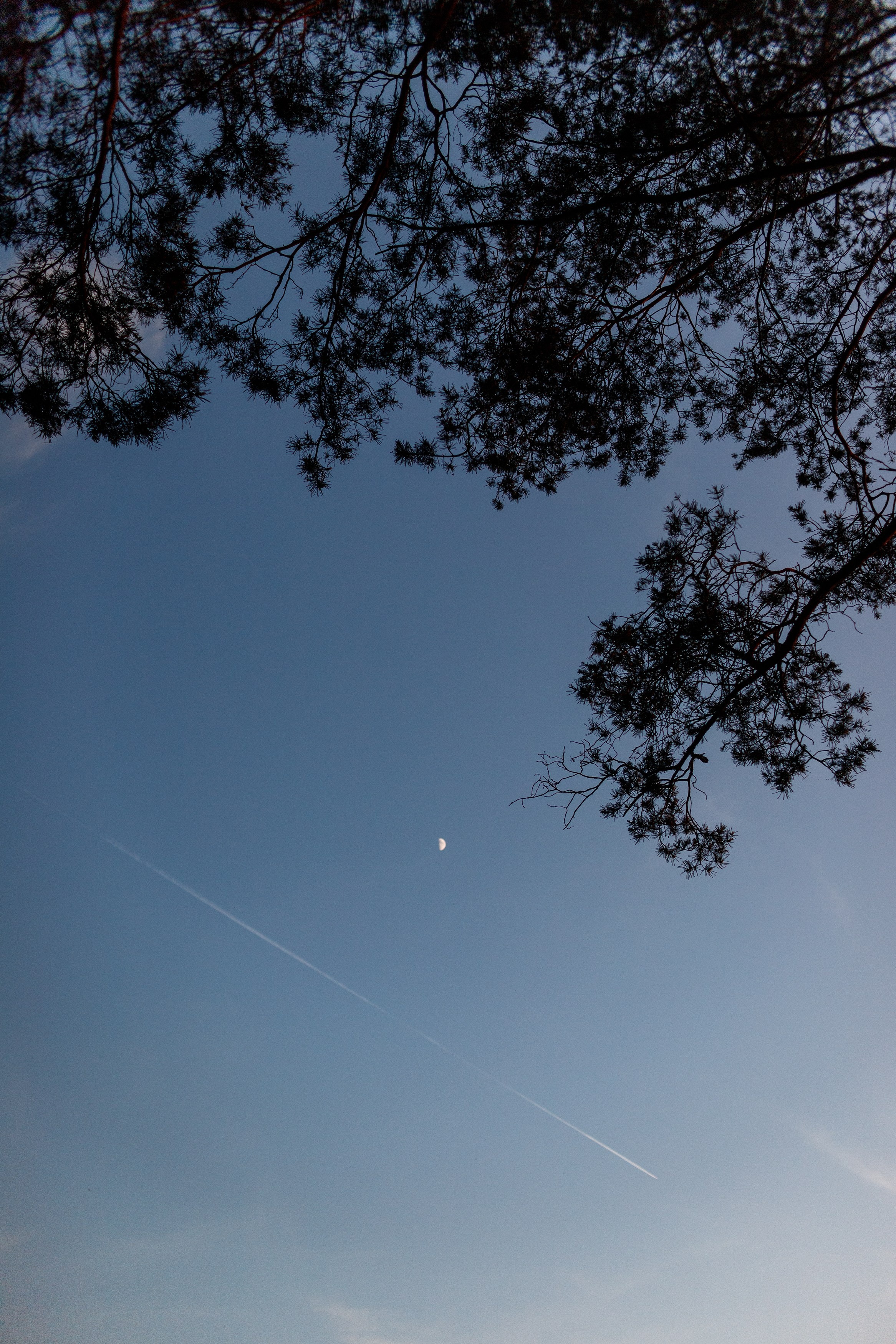 Nastya & Spark and Boss. Kaja | fotograf psów we Wrocławiu