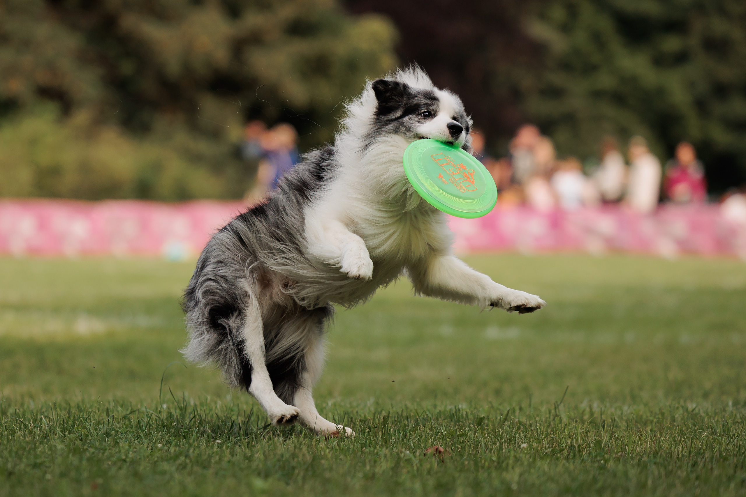 Latające psy, Wrocław'25. Kaja | fotograf psów we Wrocławiu