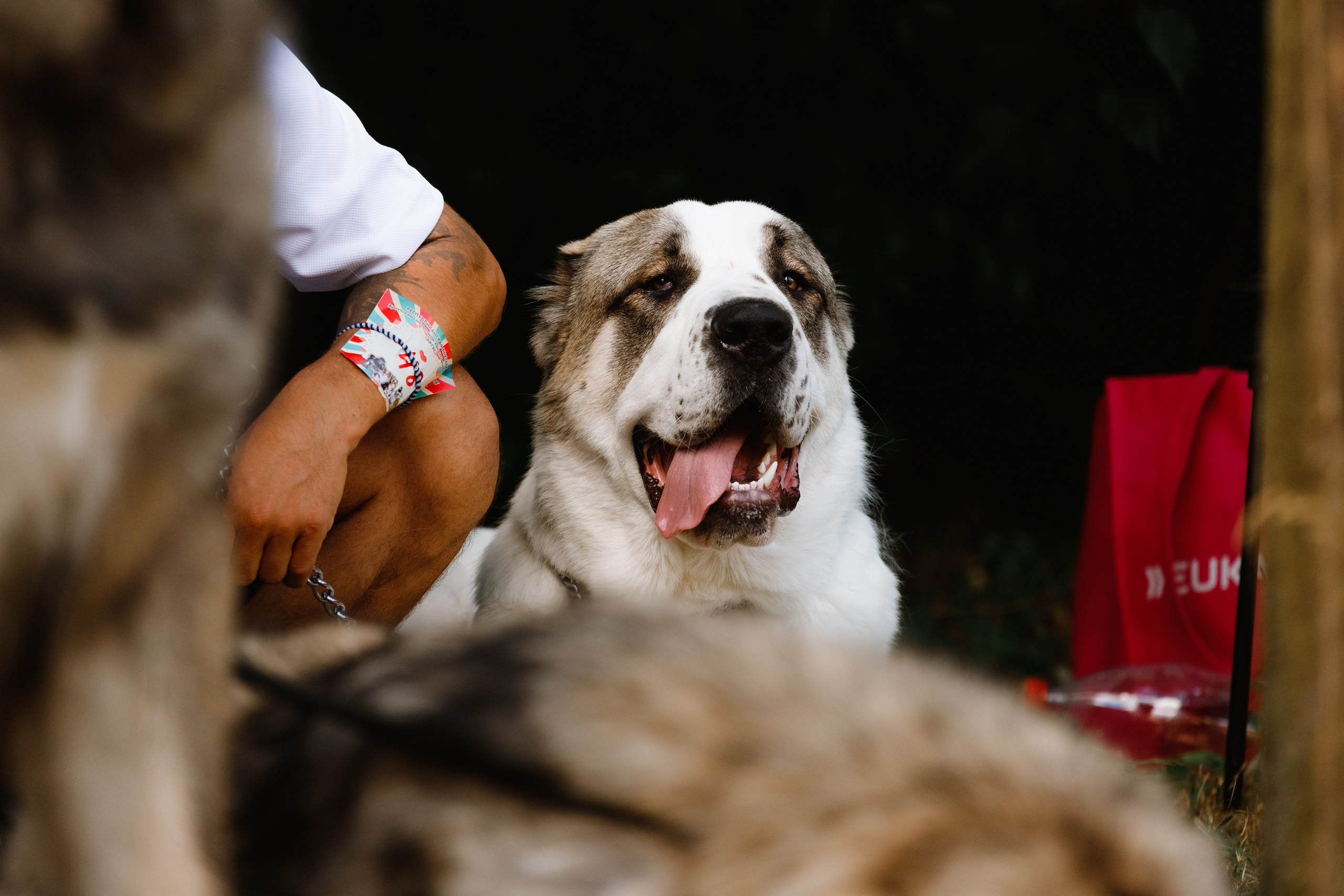 «Argus» dog show in Brest. Kaja | fotograf we Wrocławiu | ludzie i psy