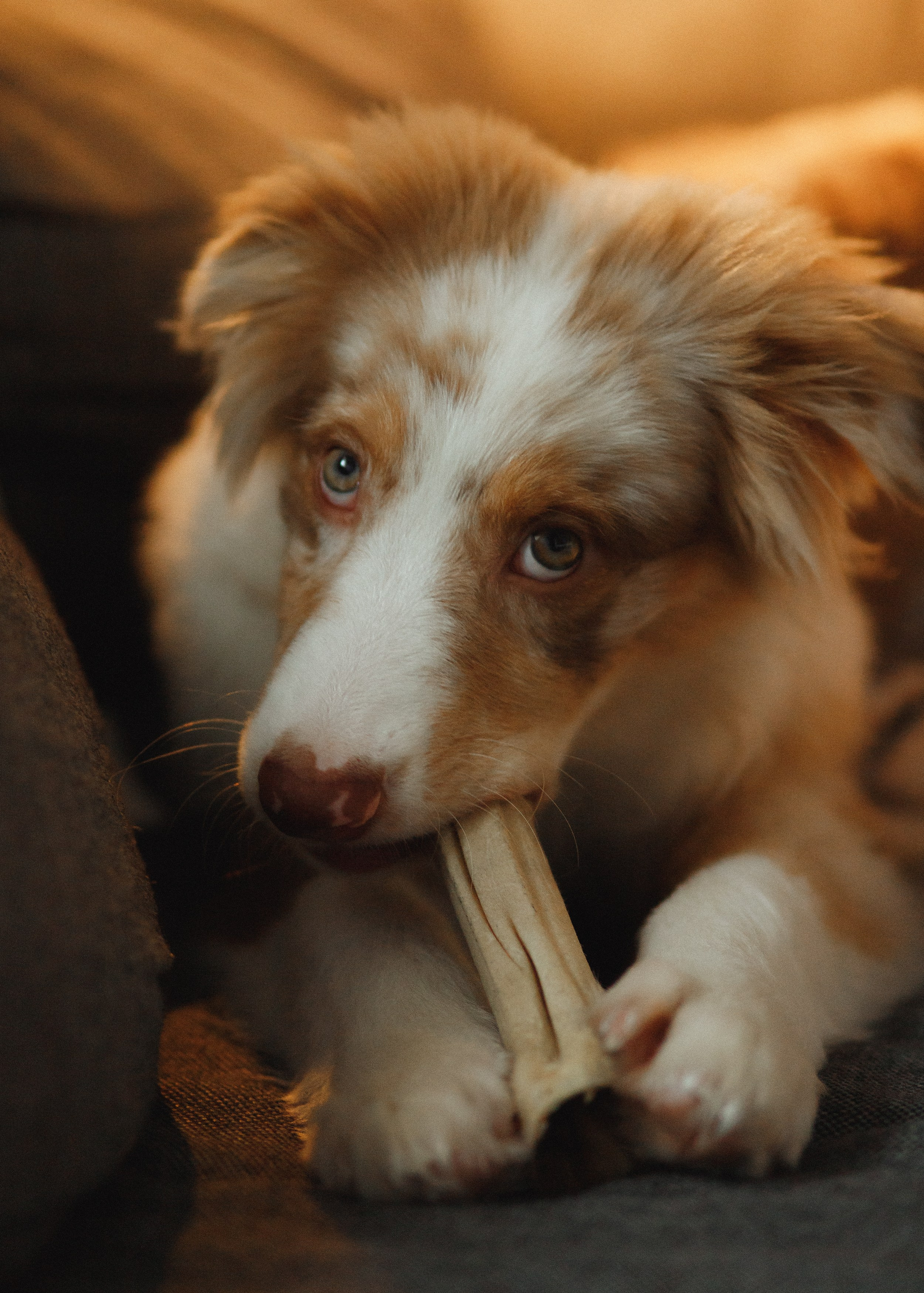 Fotografia psów Wrocław. Kaja | fotograf we Wrocławiu | ludzie i psy