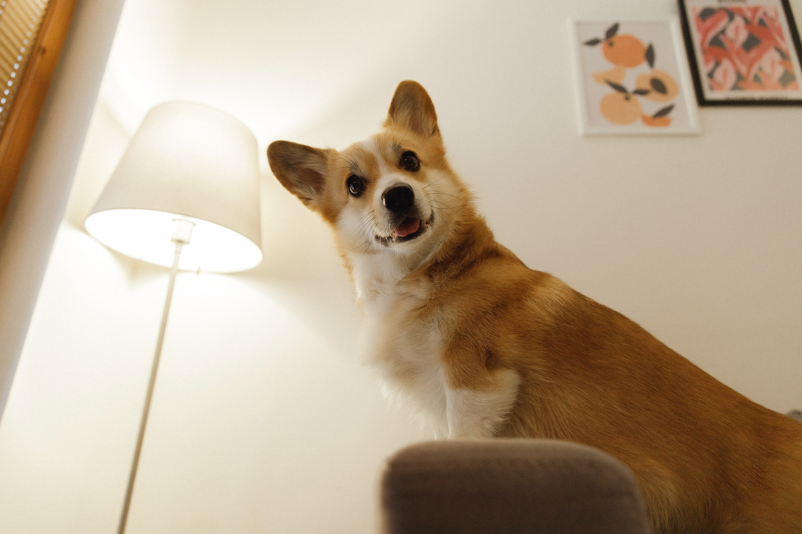 Dasha & Daisy. Kaja | fotograf psów we Wrocławiu