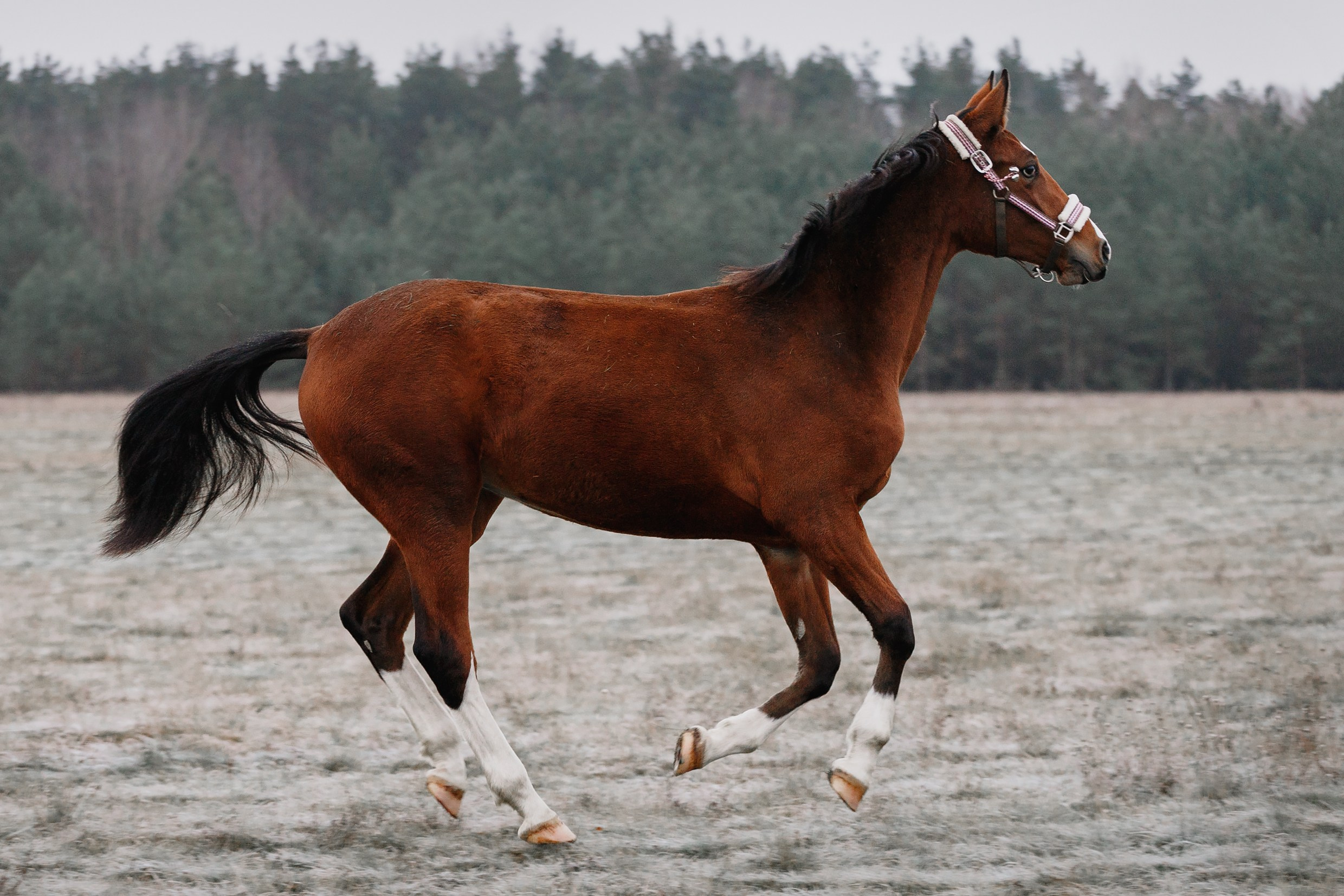 Aibike | winter. Kaja | fotograf psów we Wrocławiu