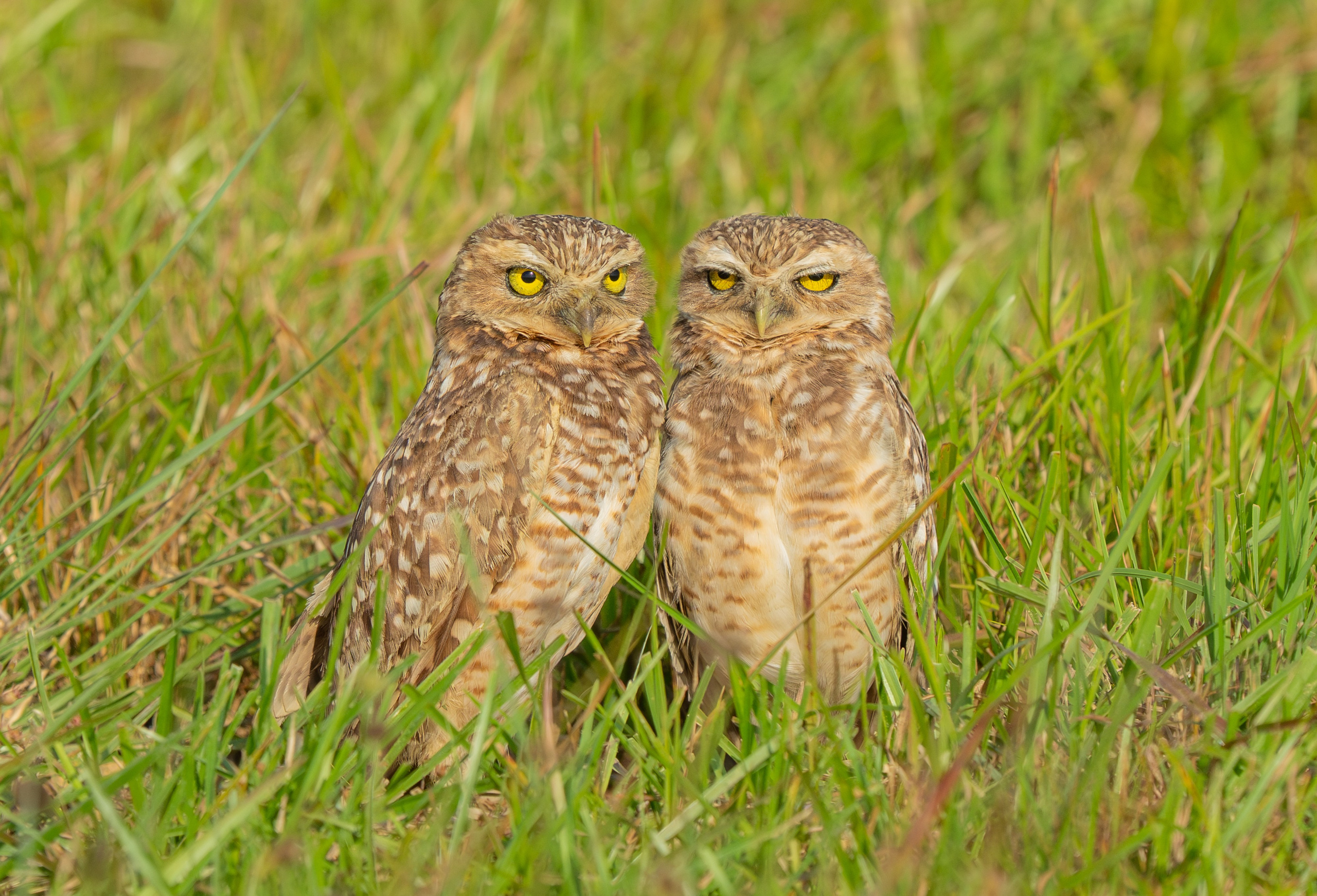 Buhos. Nature photographer Yuri Soria-Galvarro