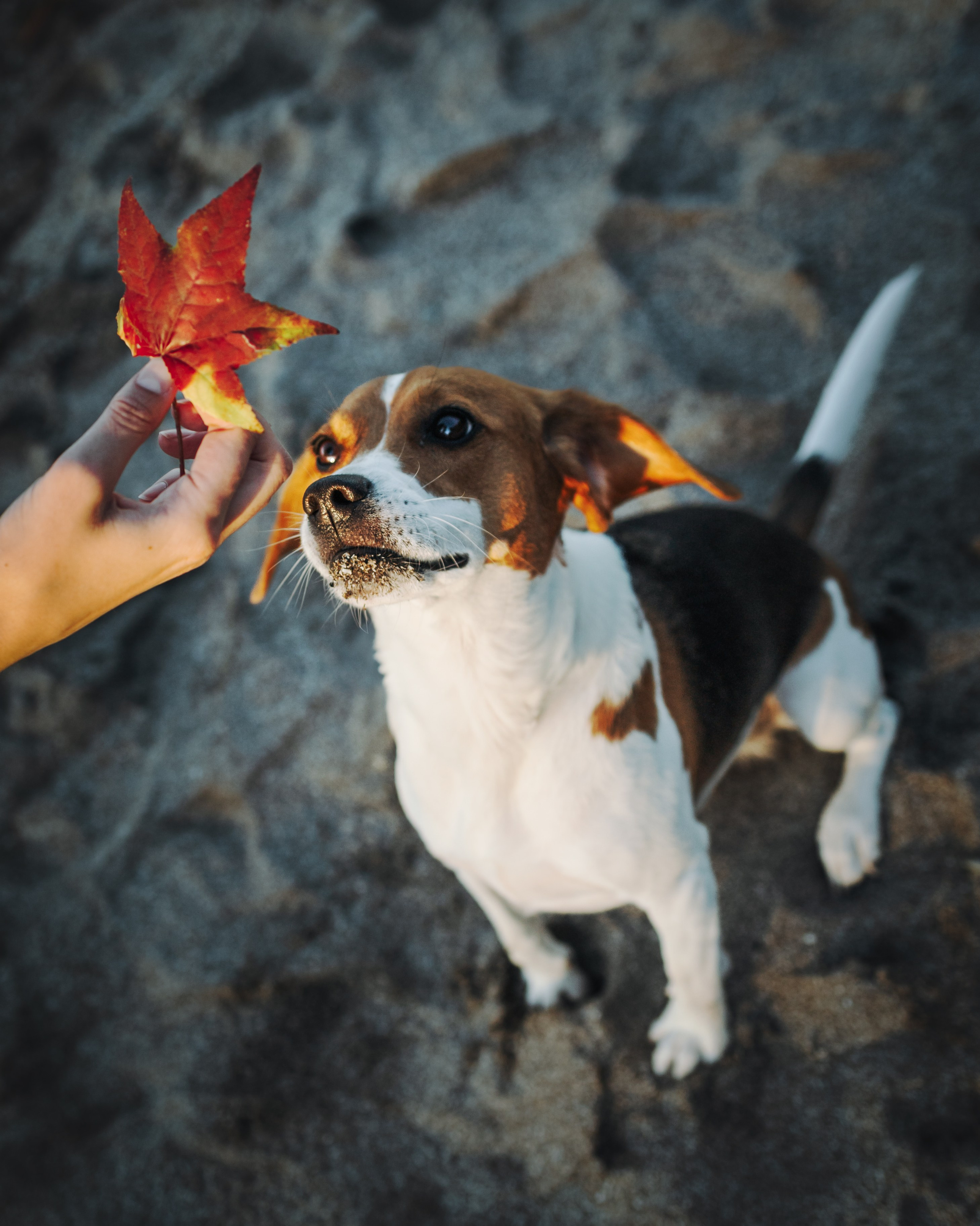 Maxine & Sarah. Pet Photographer Viktoriya Aleshenko
