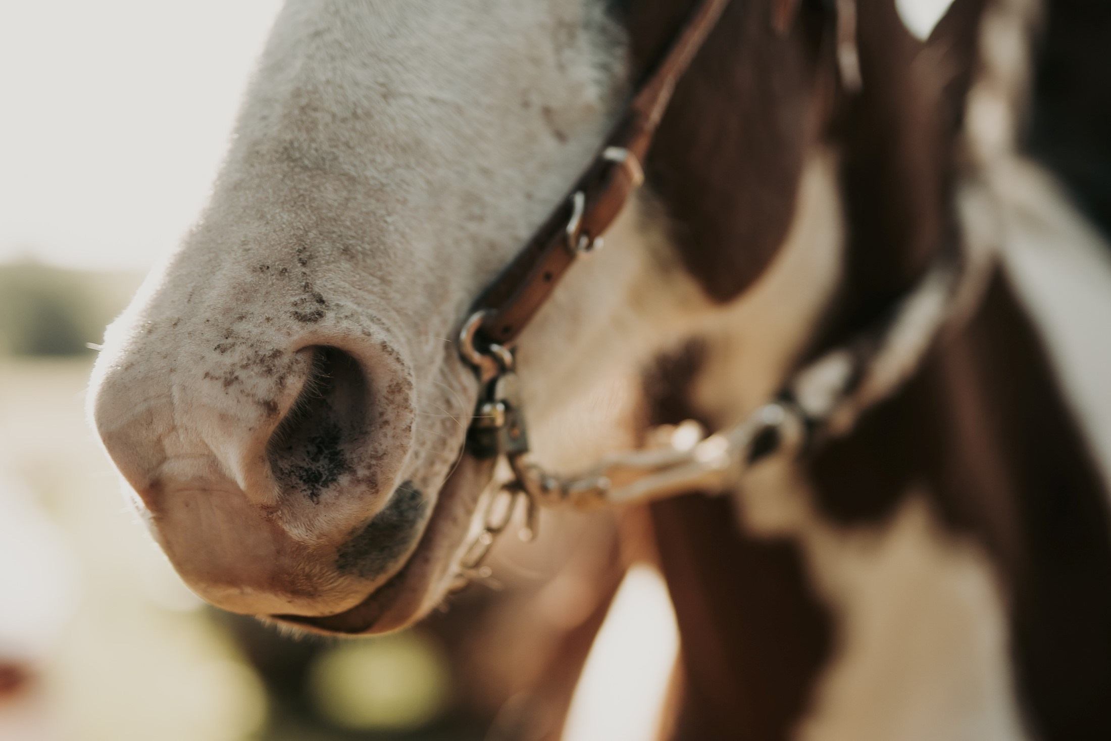 Pré Wedding — Amanda e Guilherme (Brotas — SP). Fotógrafo de casamento e Filmmaker de casamento