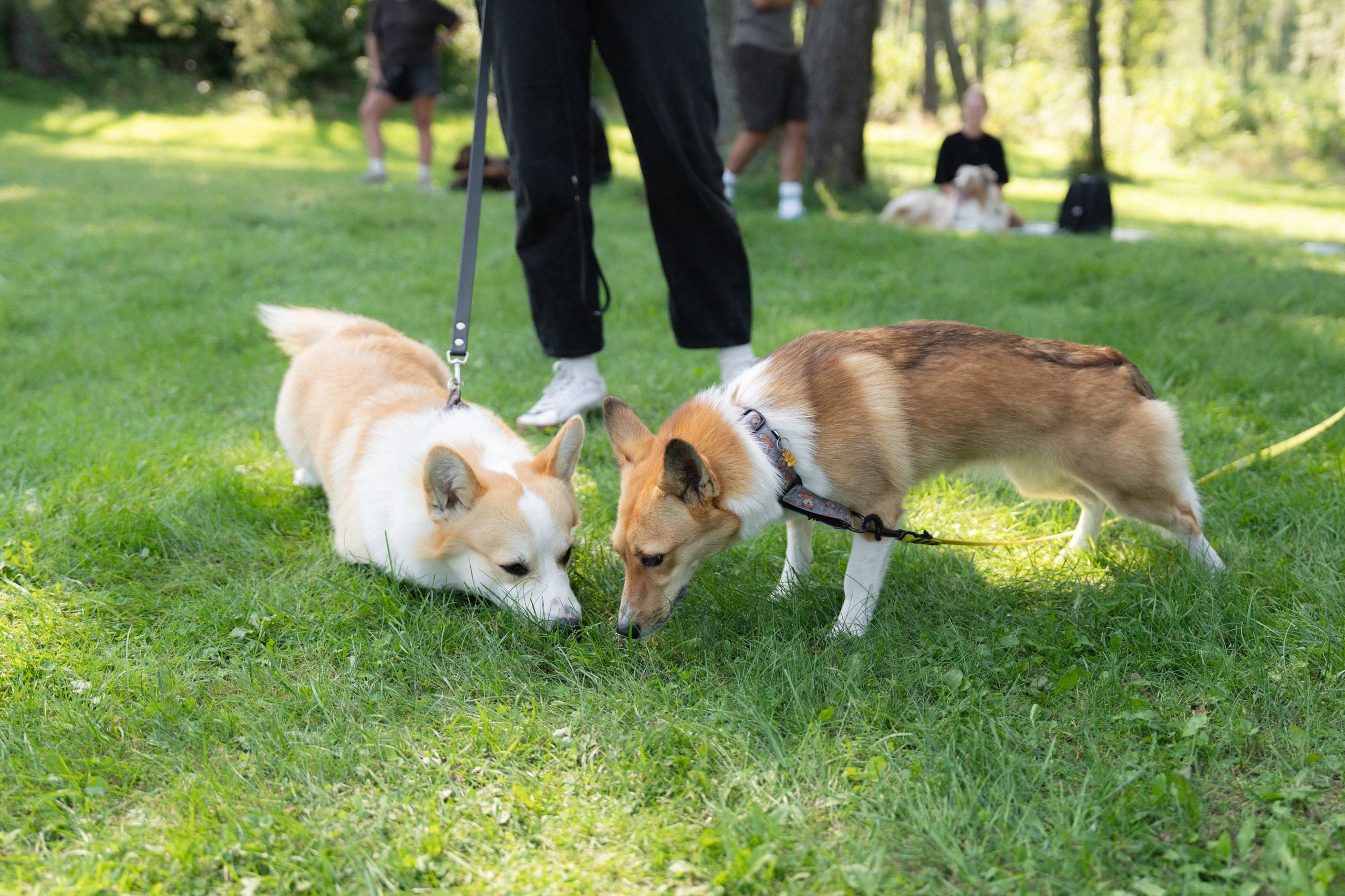 Heppi Dogo fest 2025. Vita Klimaševska ○ Fluffy Soulmate Photography