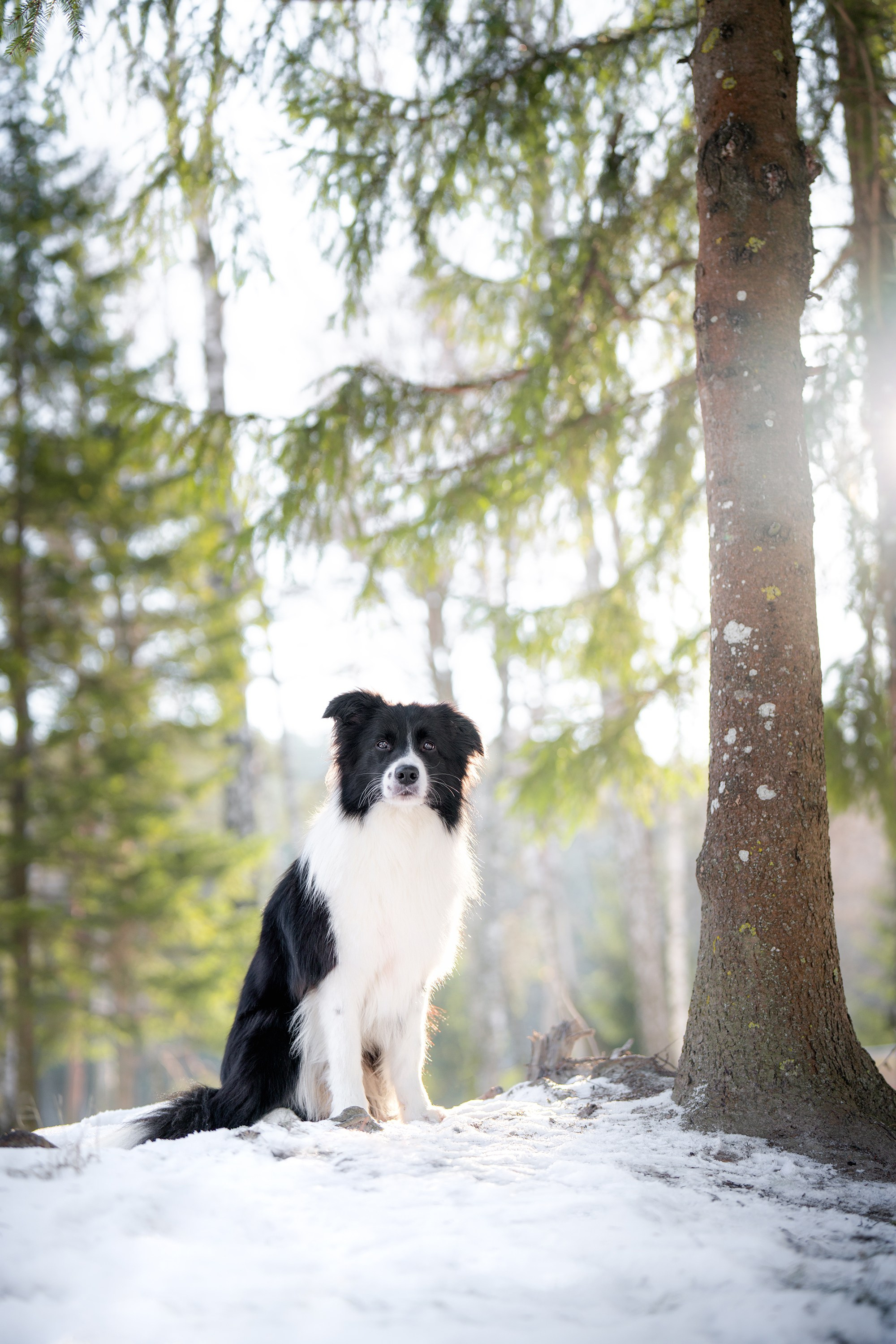 Gabija, Deka ir šaltas žiemos rytas. Vita Klimaševska ○ Fluffy Soulmate Photography