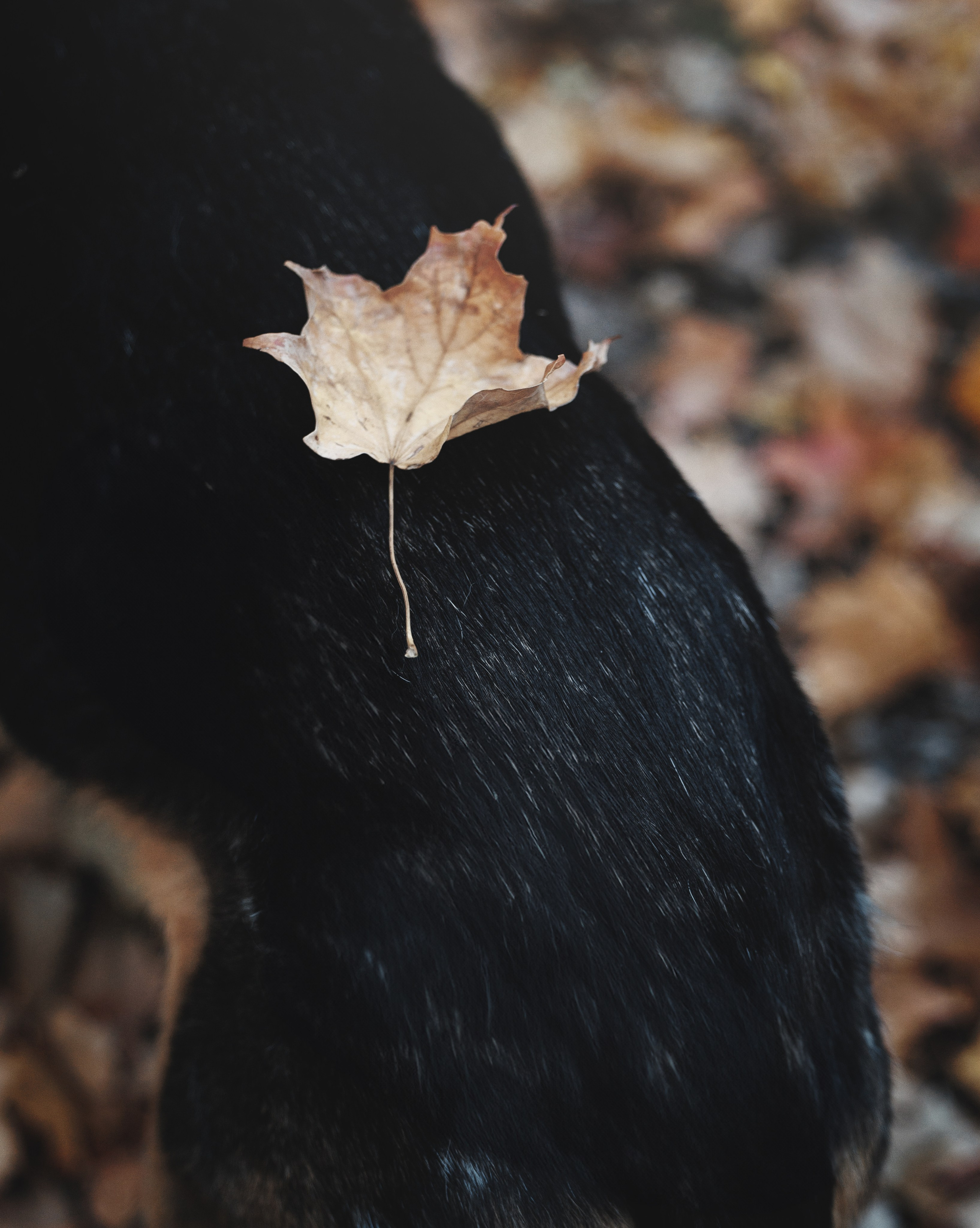 Racer & Delly. Pet Photographer Viktoriya Aleshenko