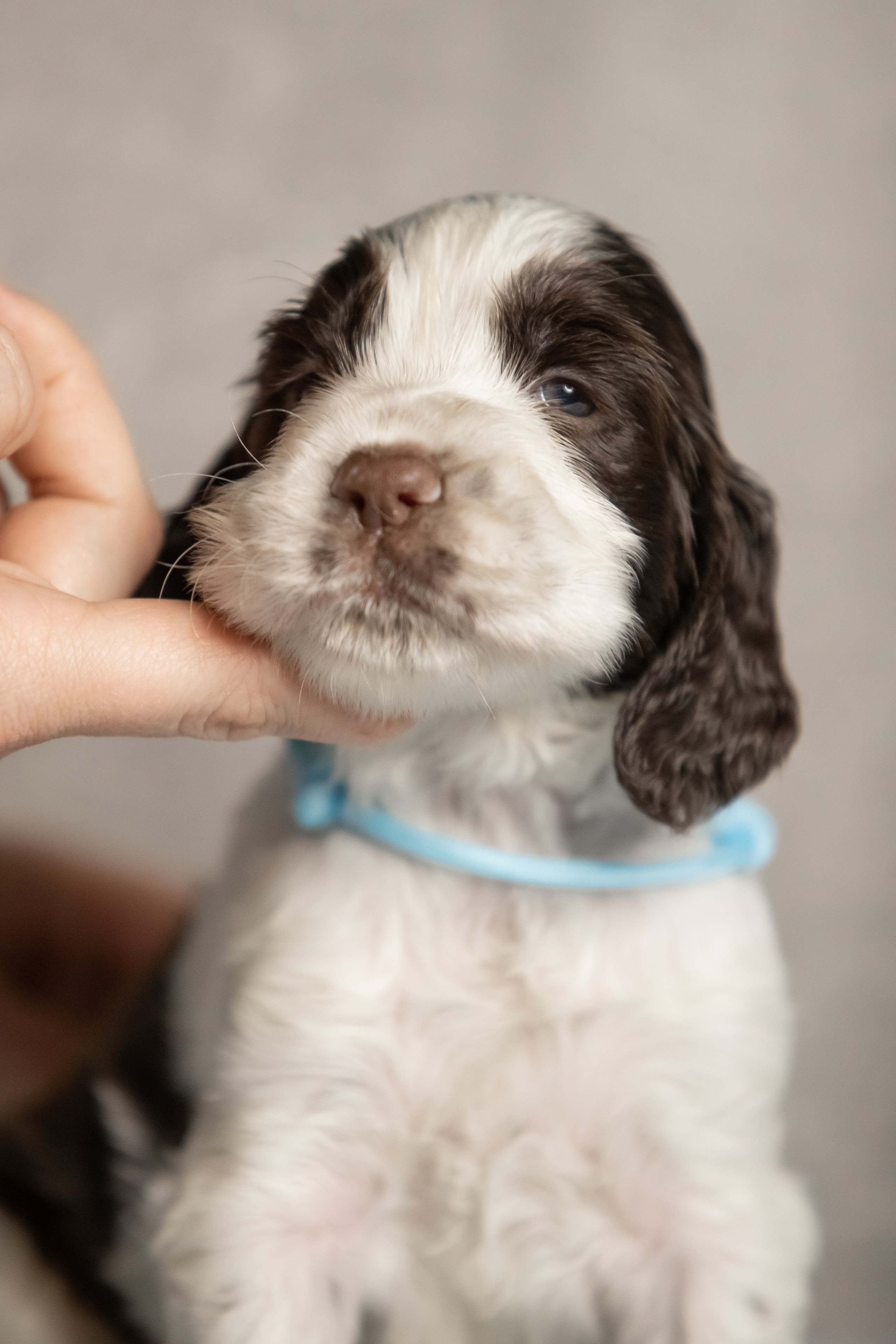 Male — Blue collar 💙. Website of the titled stud dog of the Springer Spaniel breed
