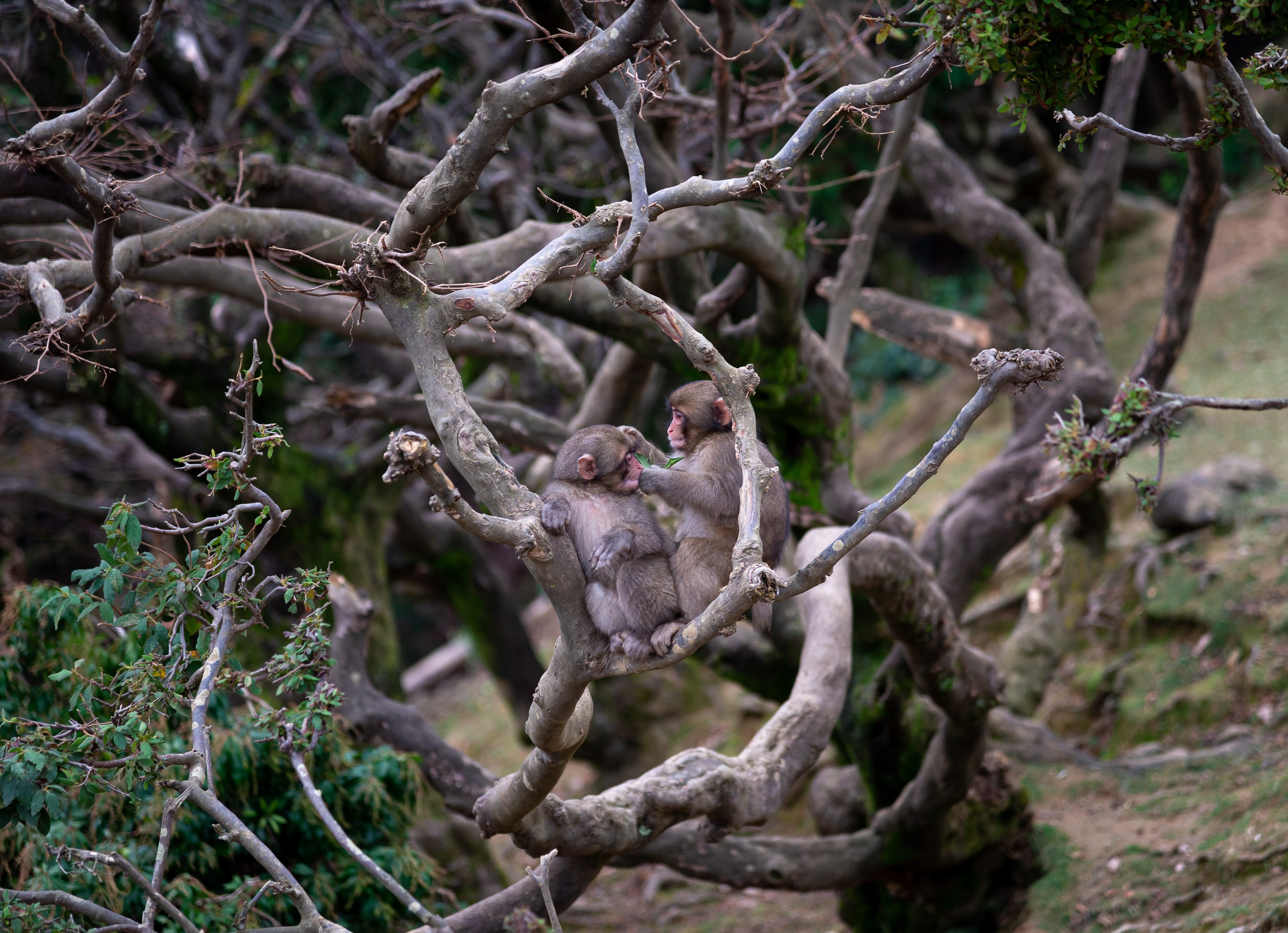 Japan. Marius Ciocan