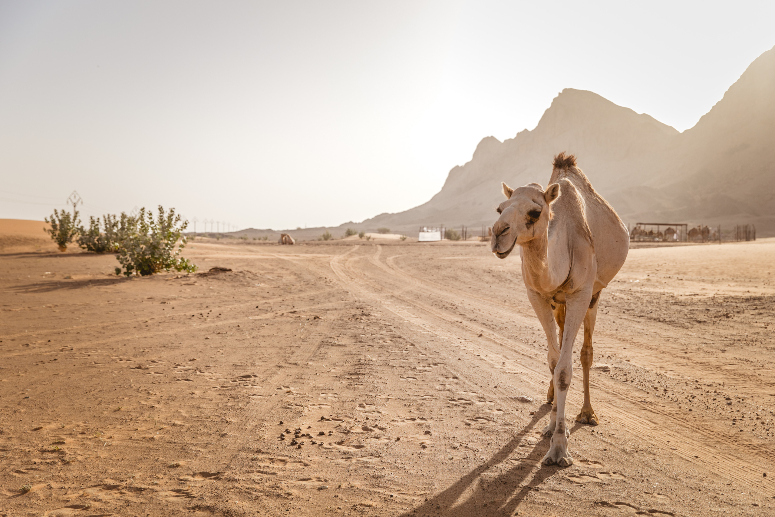 Ready for the journey, one step at a time. Портретний та весільний фотограф Надія Онода