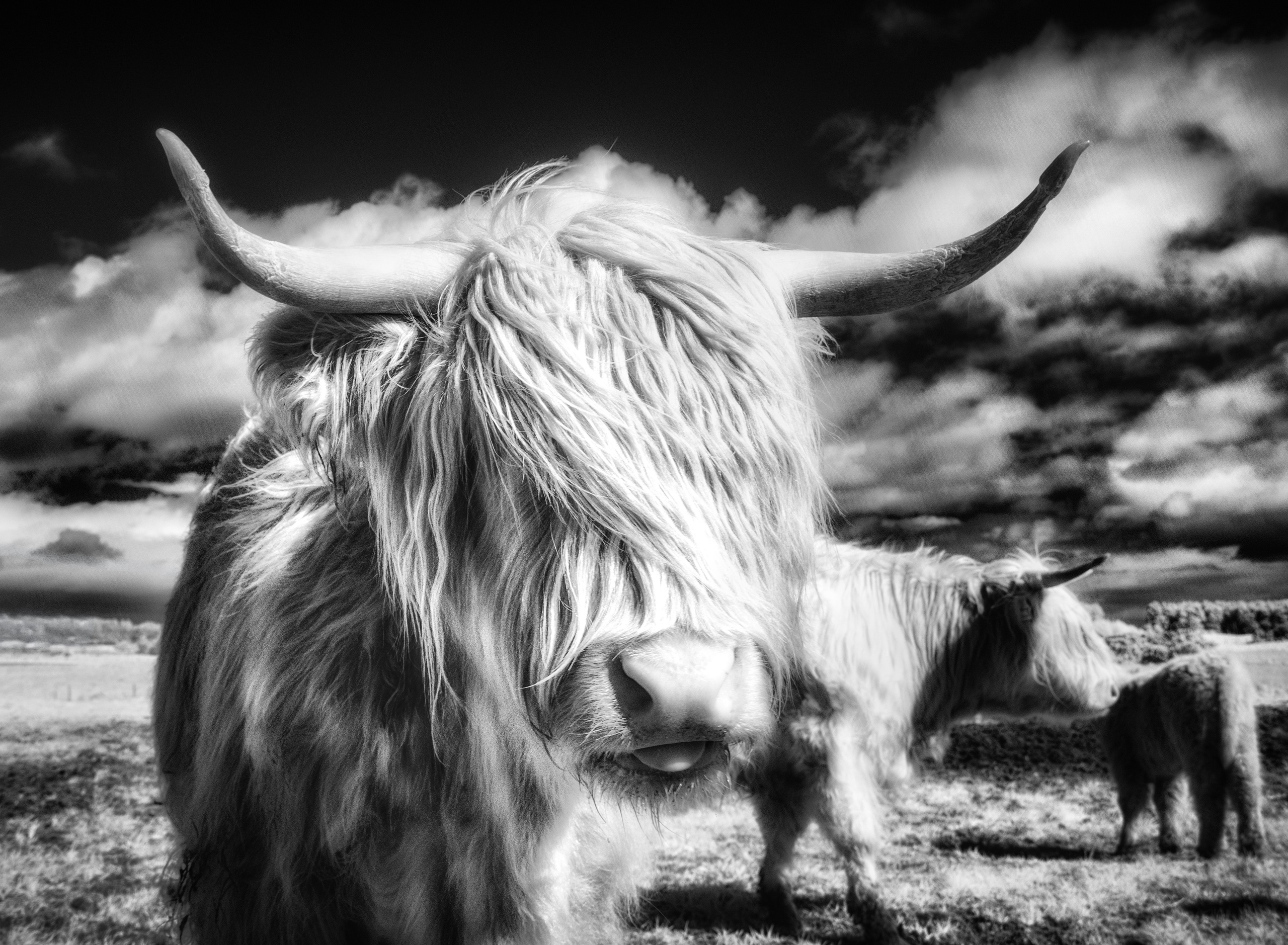 The Land. Infrared Scotland