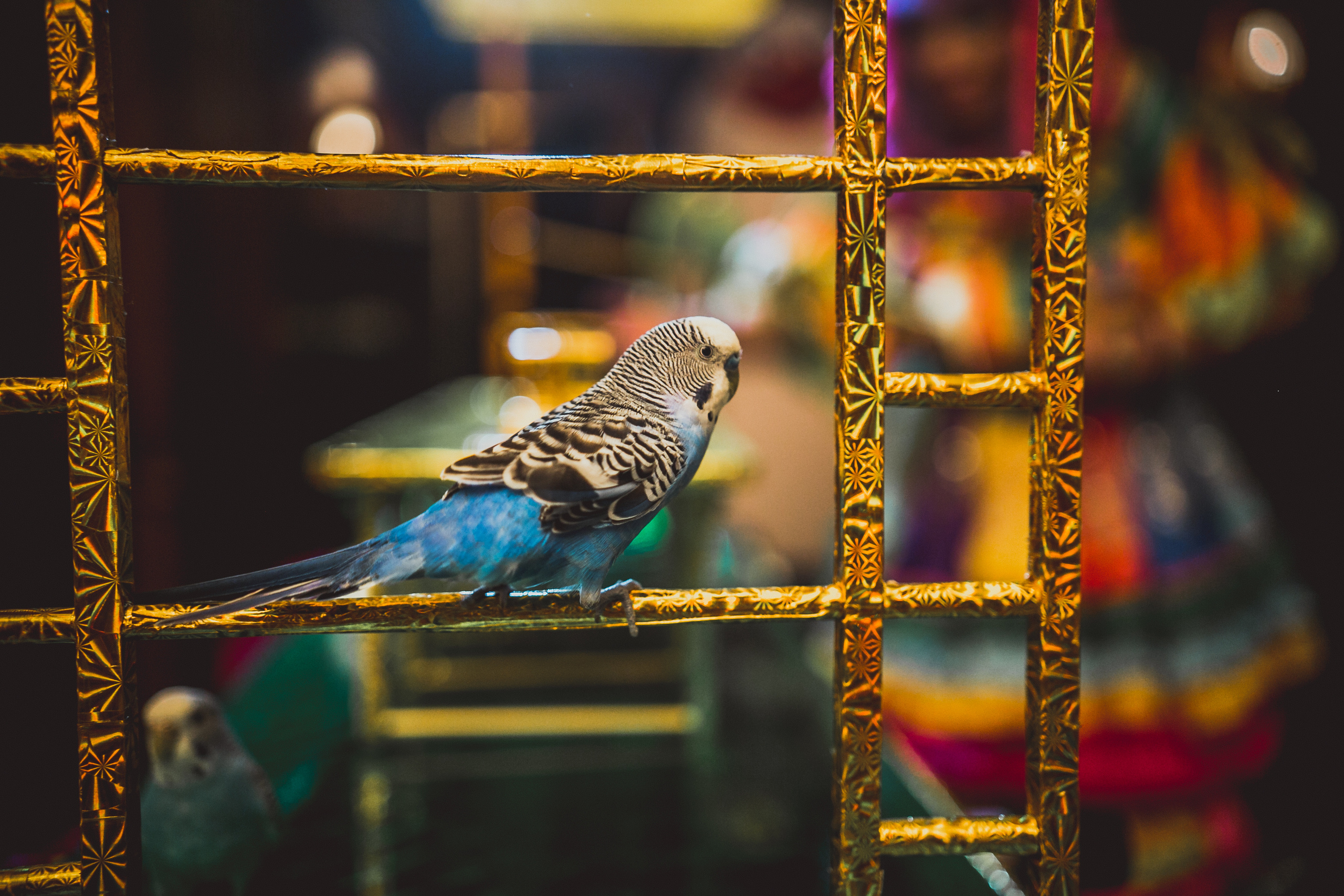 Pushkin Restaurant. Kids birthday. Photographer Vlad Boytsoff