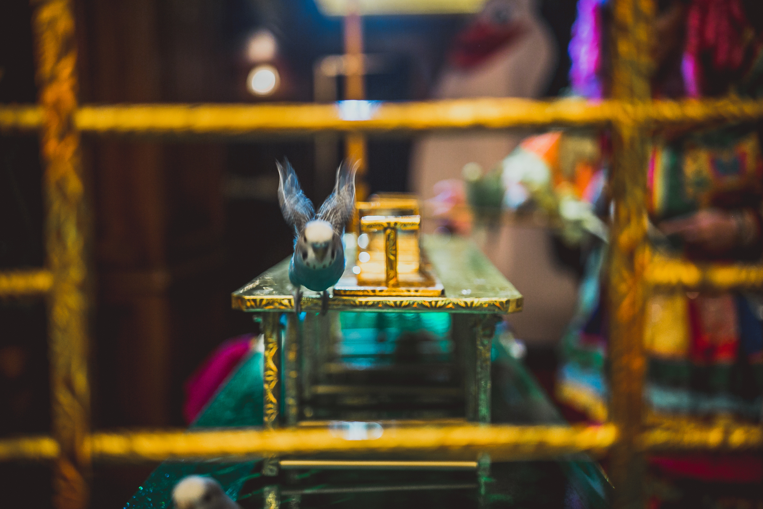 Pushkin Restaurant. Kids birthday. Photographer Vlad Boytsoff