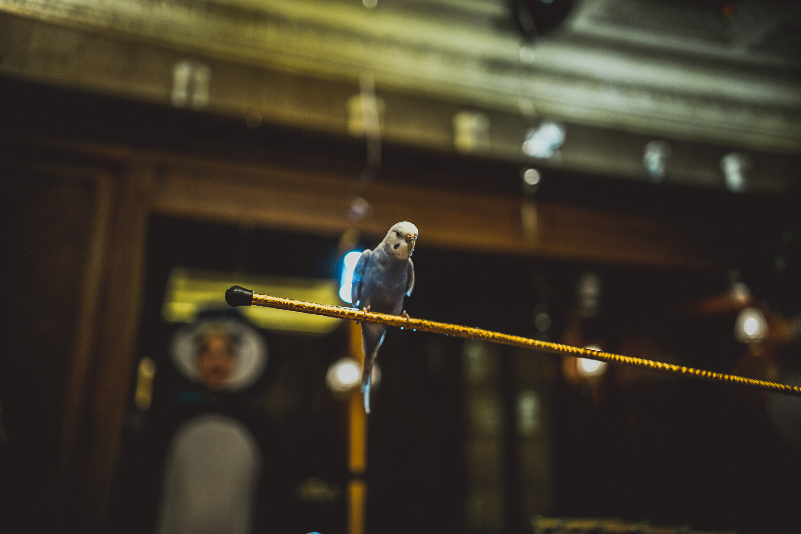 Pushkin Restaurant. Kids birthday. Photographer Vlad Boytsoff