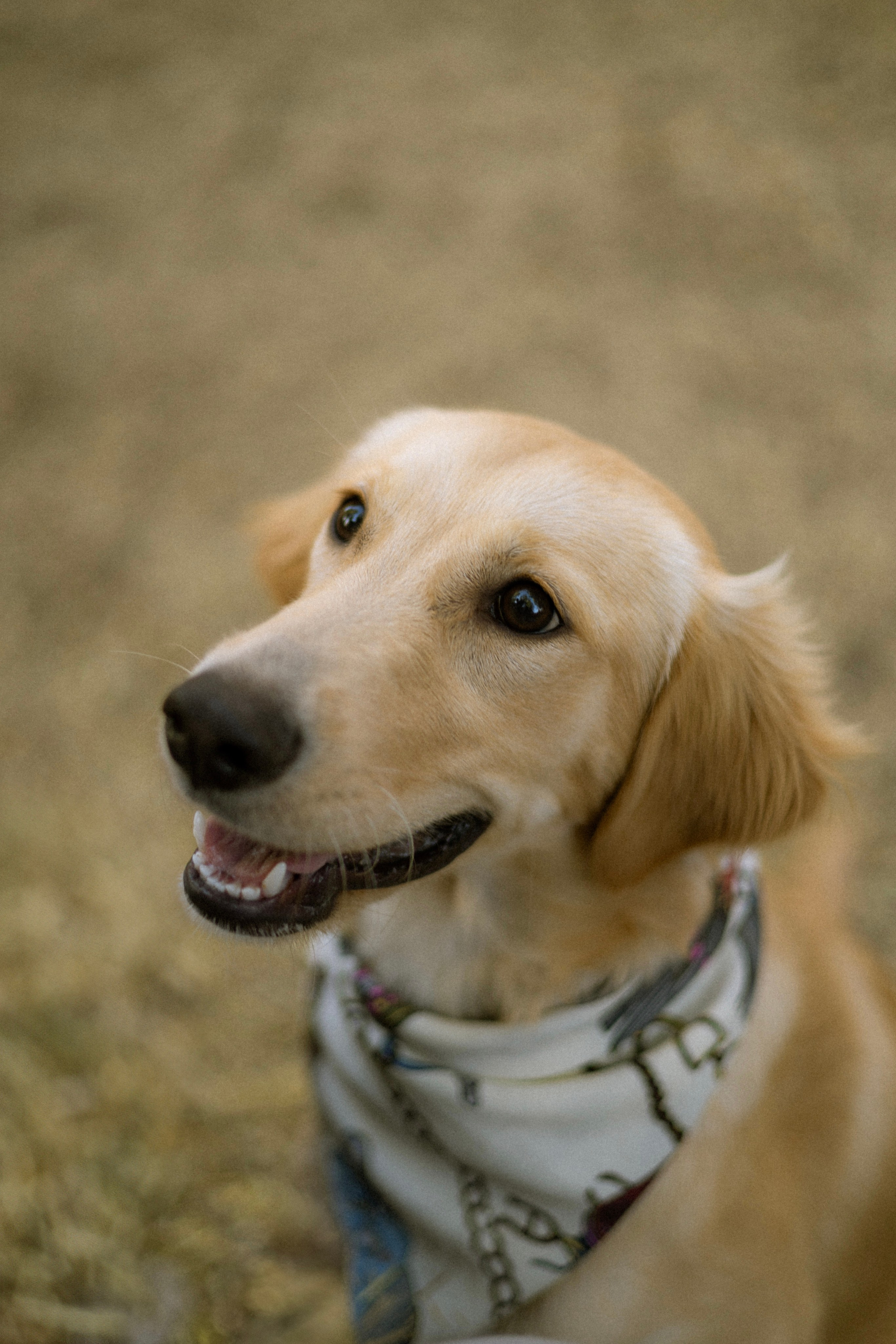Julia, Sergey & Tessa at the Pumpkin Patch. Photographer in Los Angeles. Julia Ishmuratova