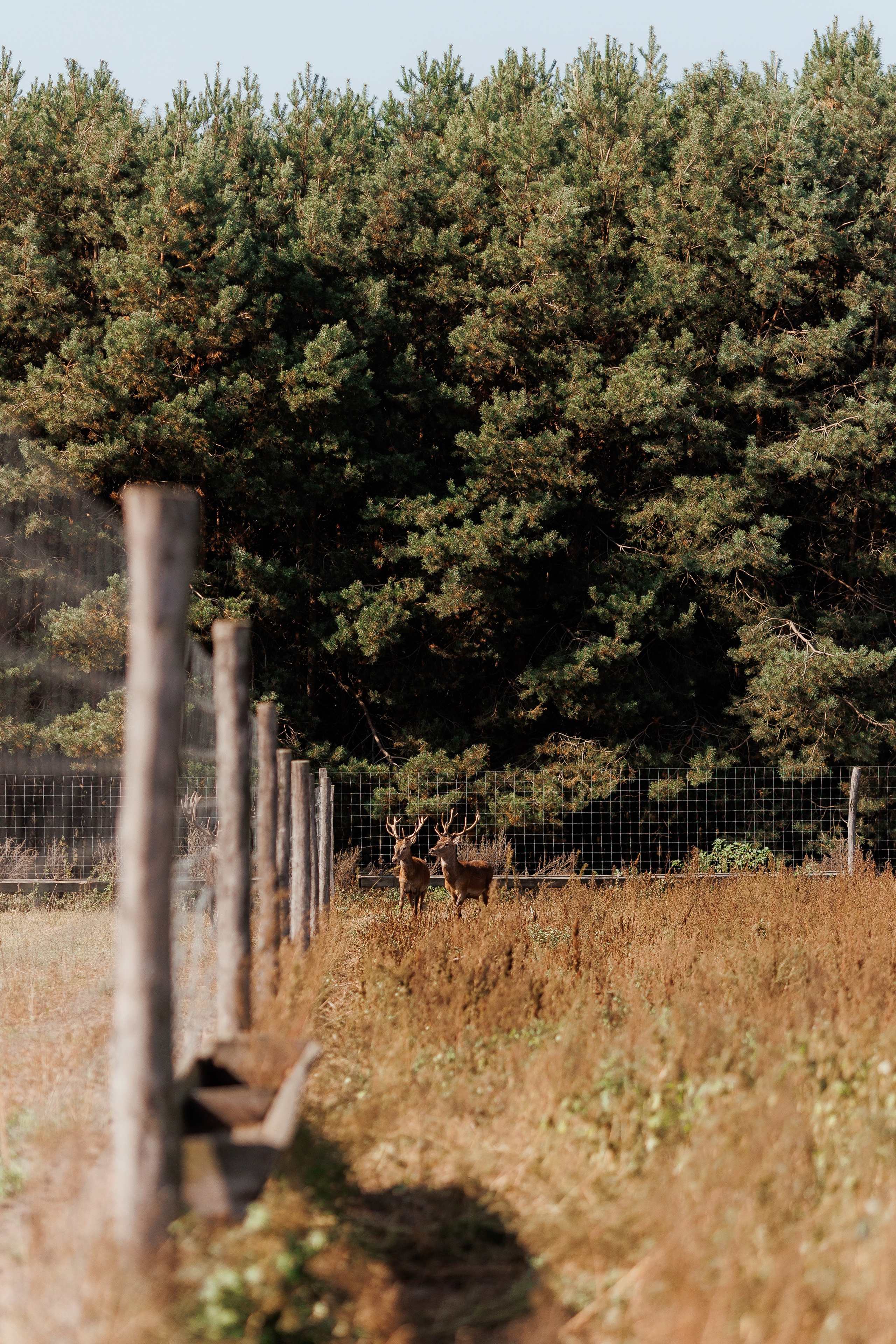 Екопарк Аміла. Ірина Терещук