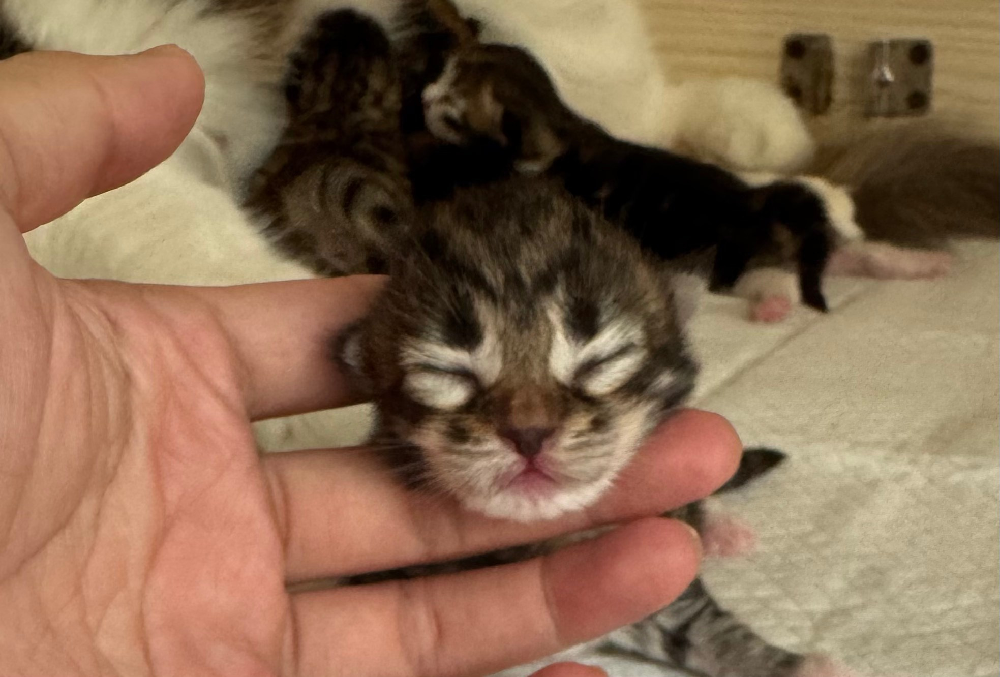 BROWN TABBY & WHITE FEMALE