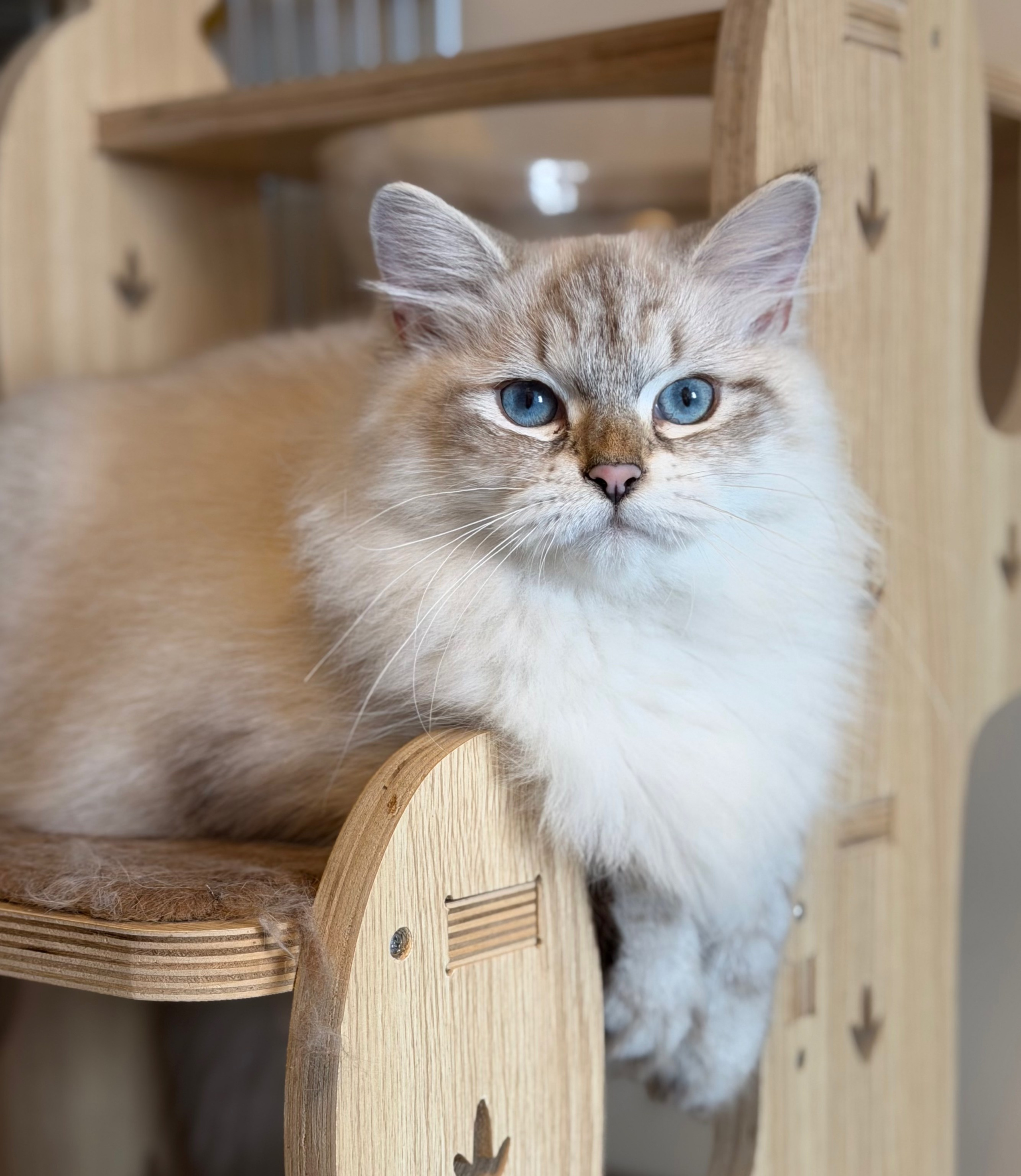 LEMON GREEN SIBERIANS AIUSHA