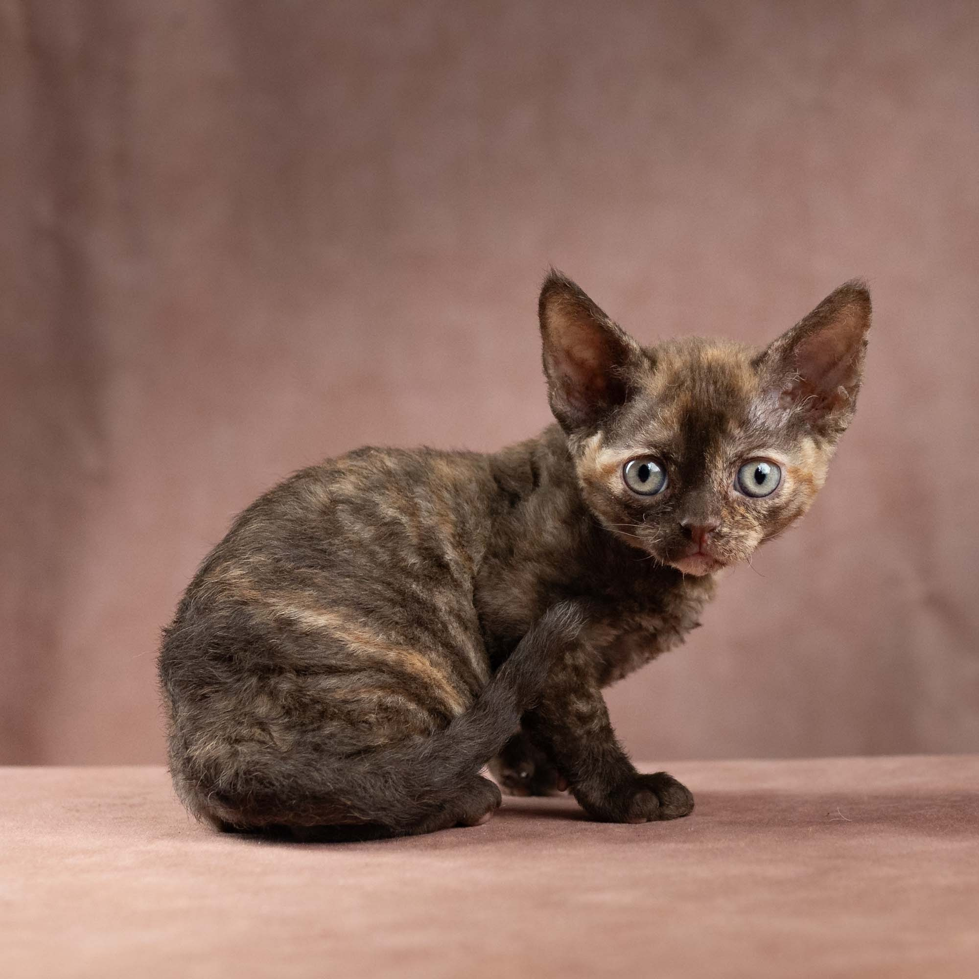 Dory, girl, born on 06.06.24 SOLD. Devon Rex Pixie Cattery