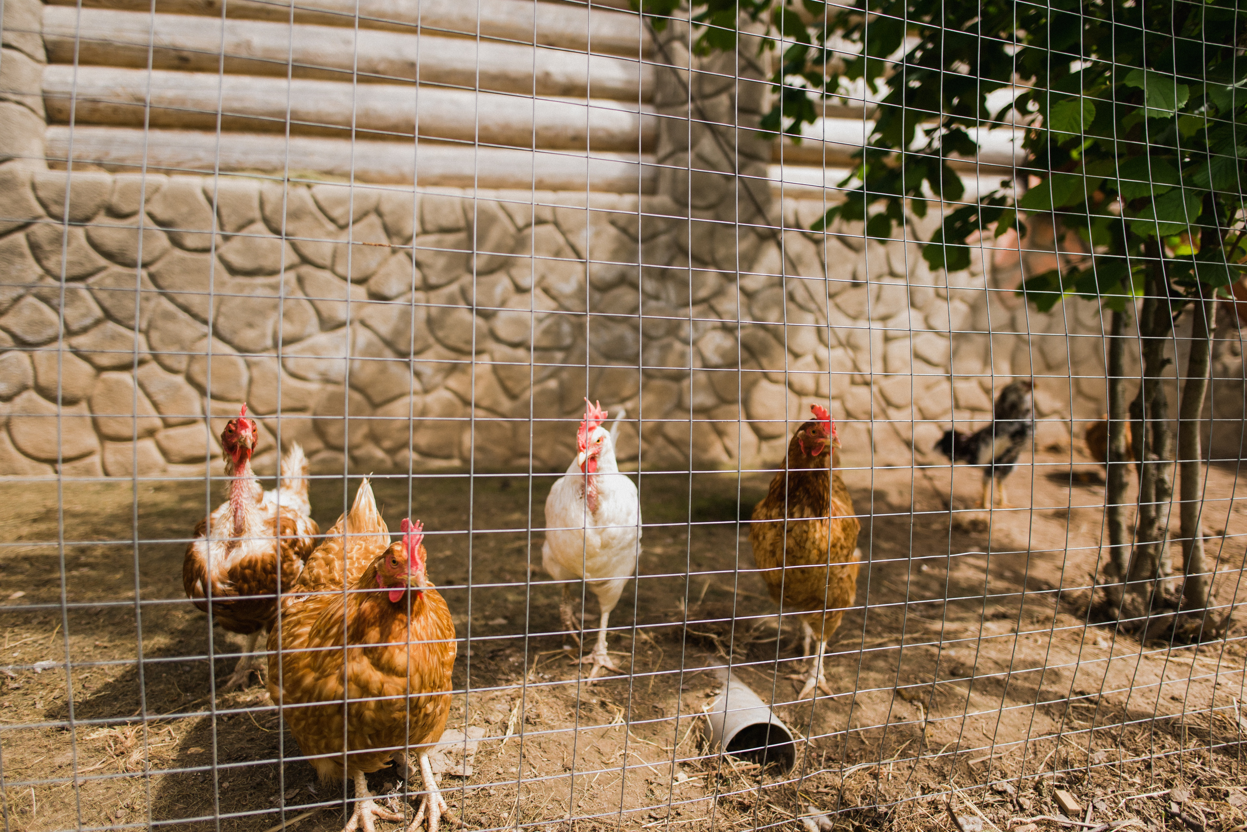 Семейное гнездо. Ksenia Marchand/ Lifestyle фотограф в Париже