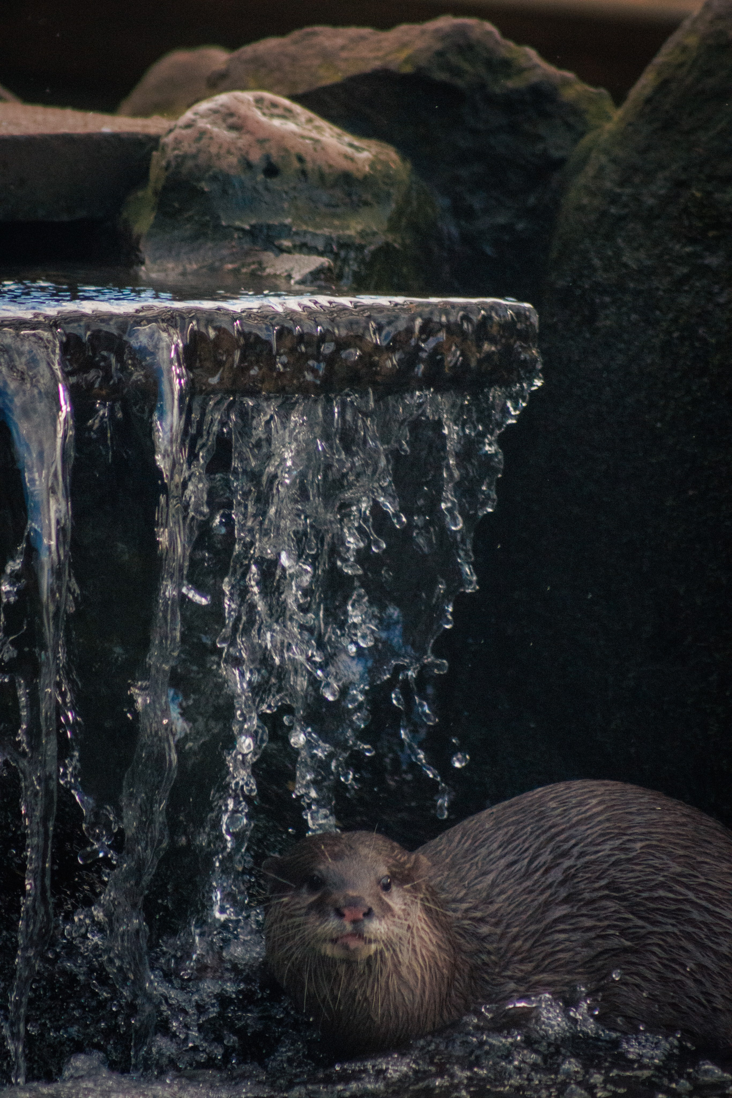 Nature. Portrait and Street photographer in Vilnius Edgar Shaipunas