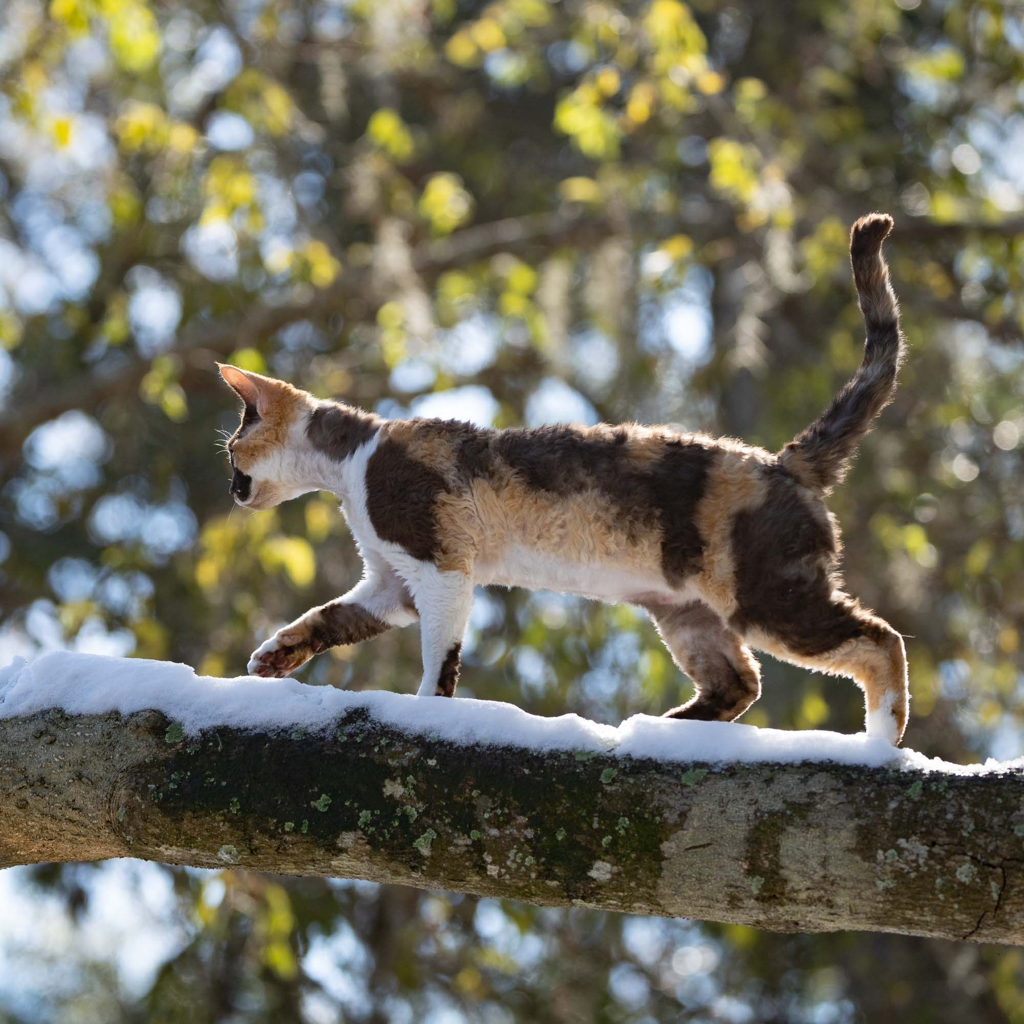 Dottie, girl, born on 06.06.24 NOT AVAILABLE. Devon Rex Pixie Cattery