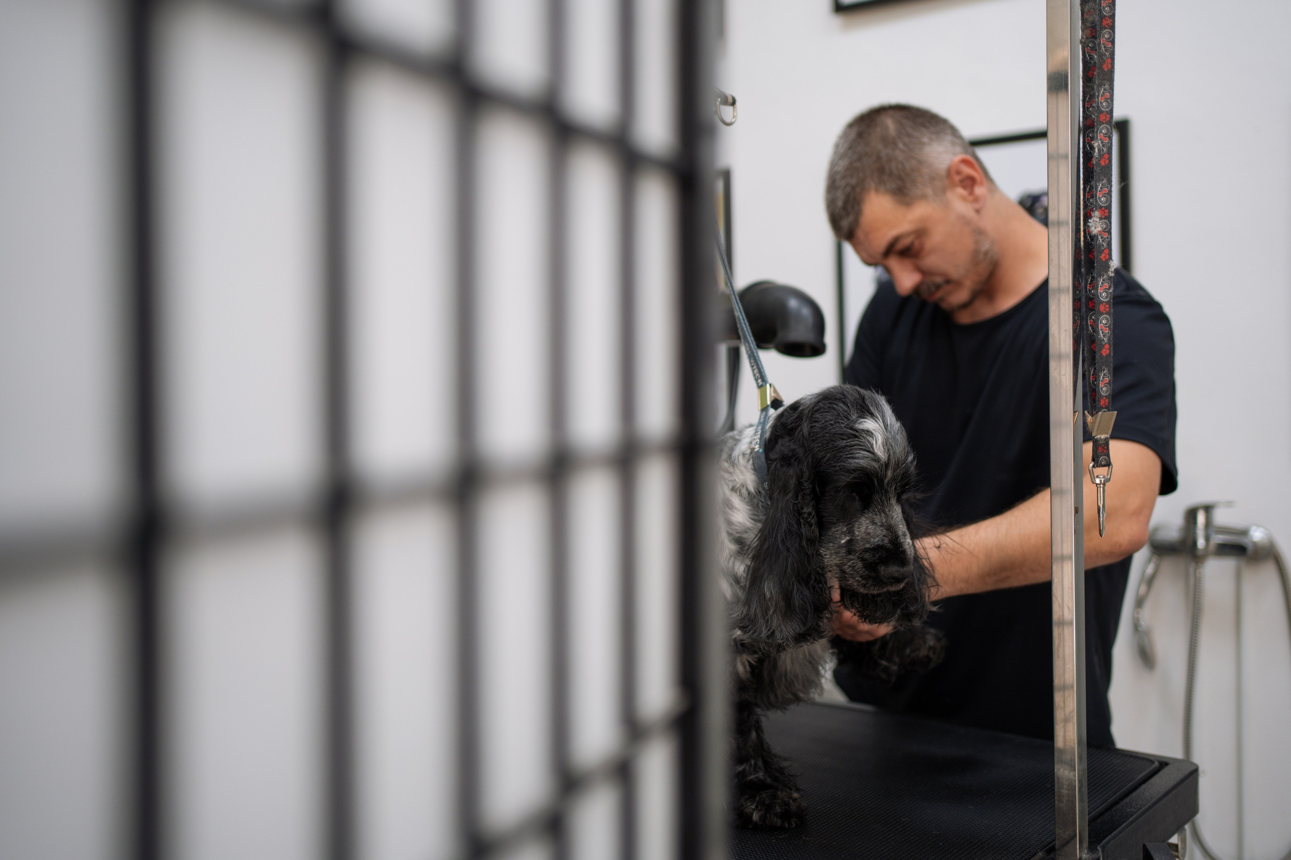 PetGroom Timisoara. Cozac Cristian Photographer