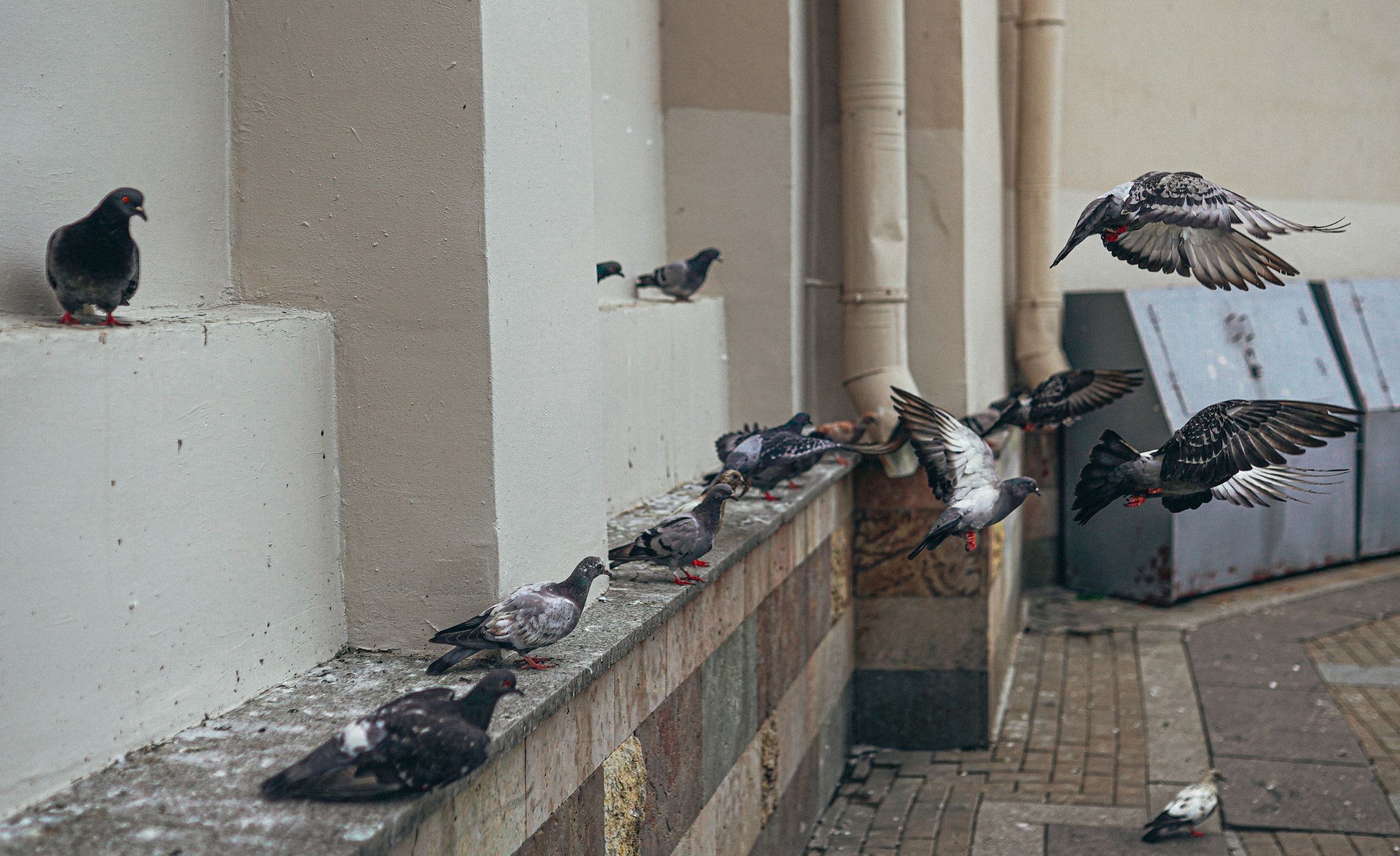 Пернатый психоз. Стрит-фотография, полная абсурда, идиотизма и красоты