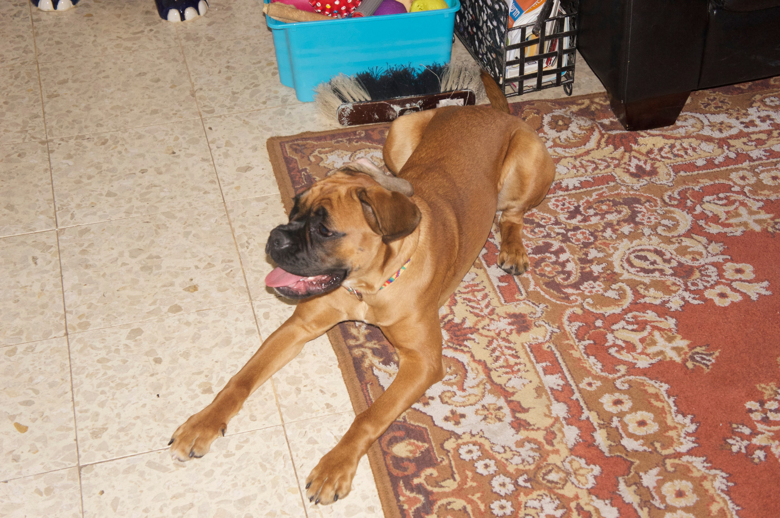 My ״Star״ Boxer Dog