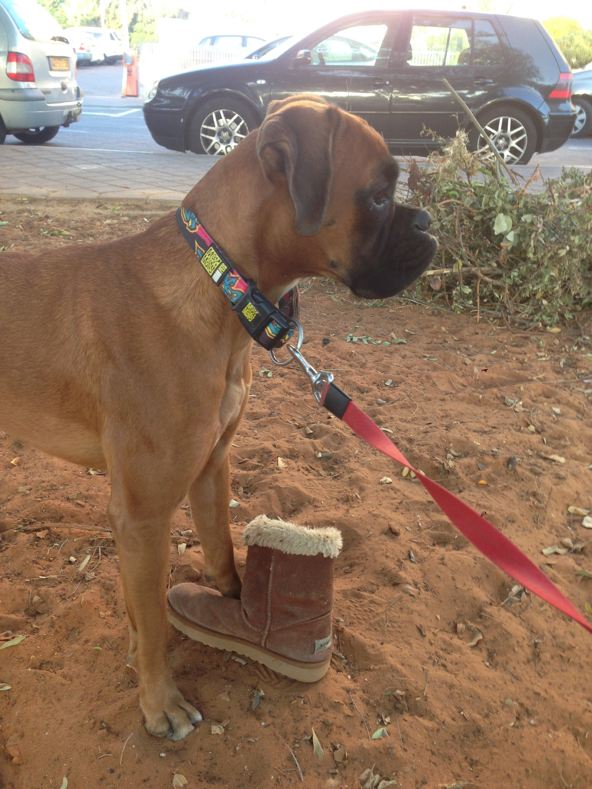 My ״Star״ Boxer Dog