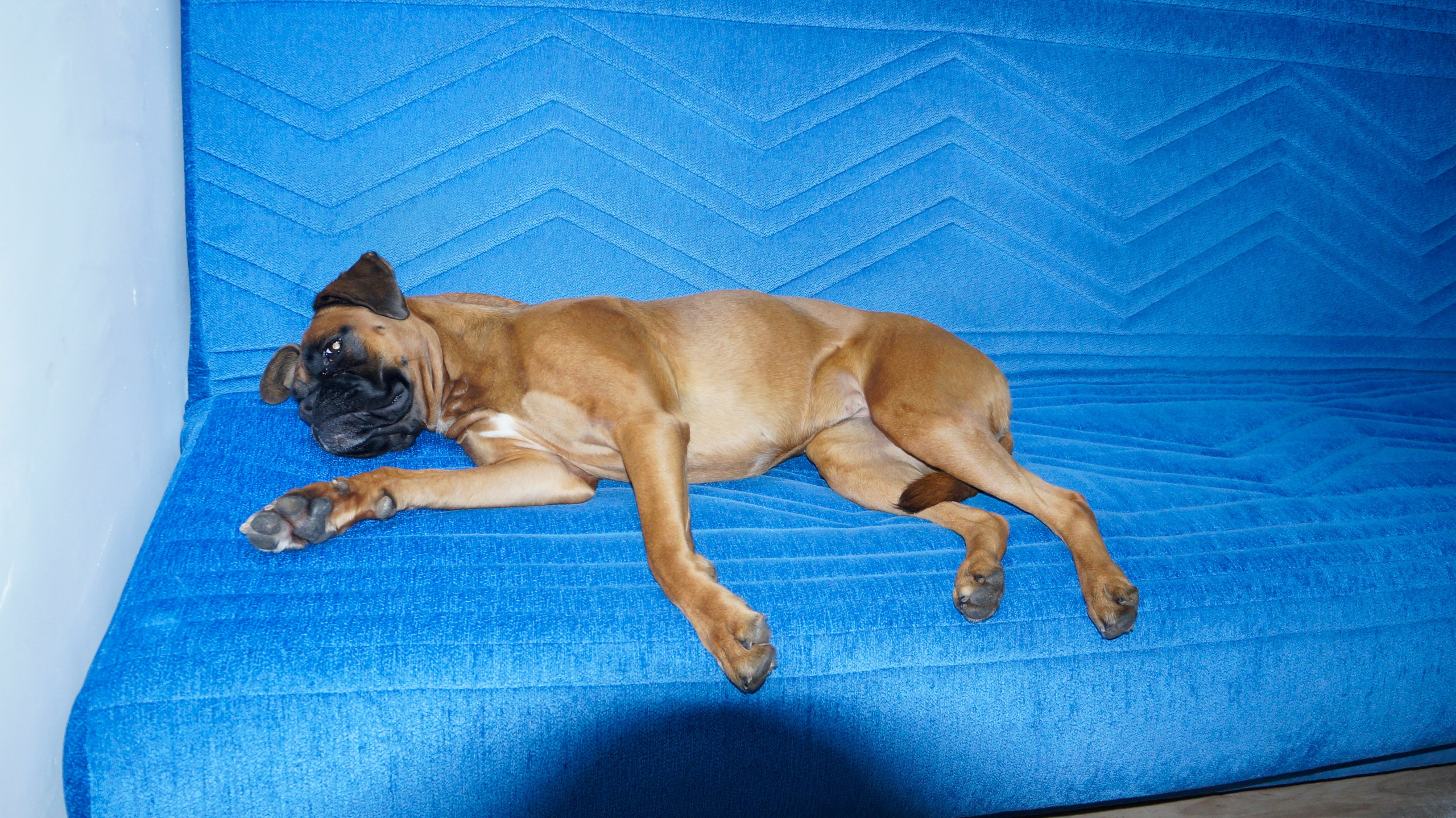 My ״Star״ Boxer Dog