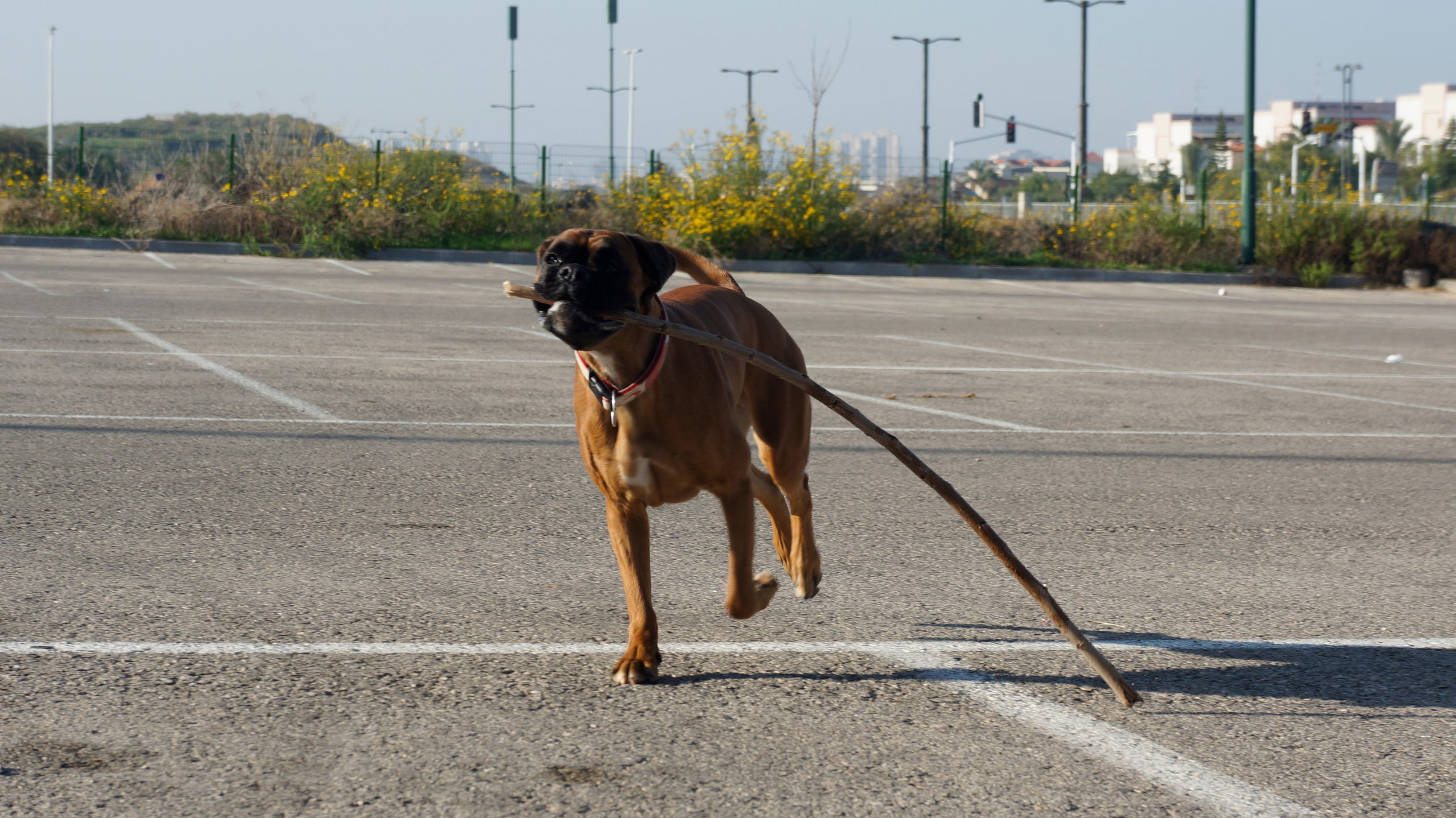 My ״Star״ Boxer Dog