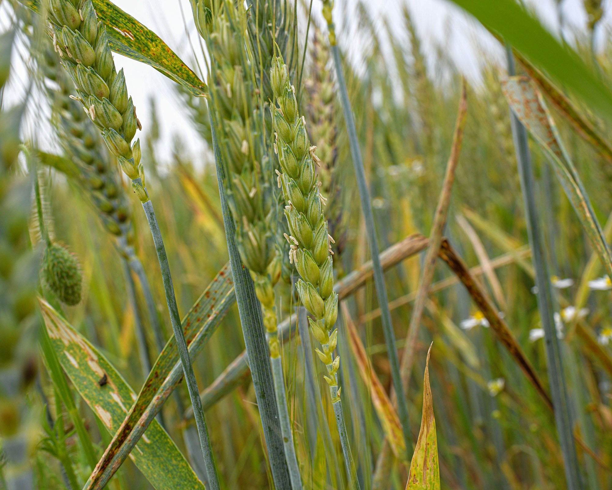 Gros plan sur des épis de blé verts dans un champ au printemps en France