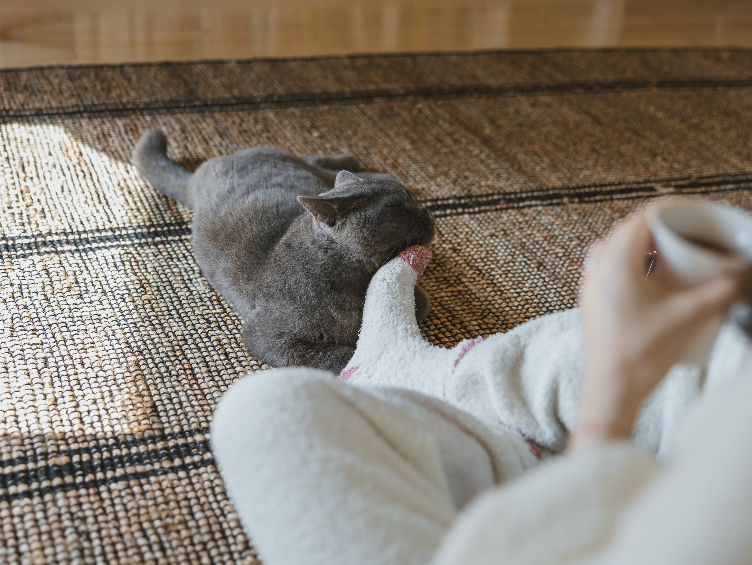 Photos of pets. Shanghai Family Photographer Dora