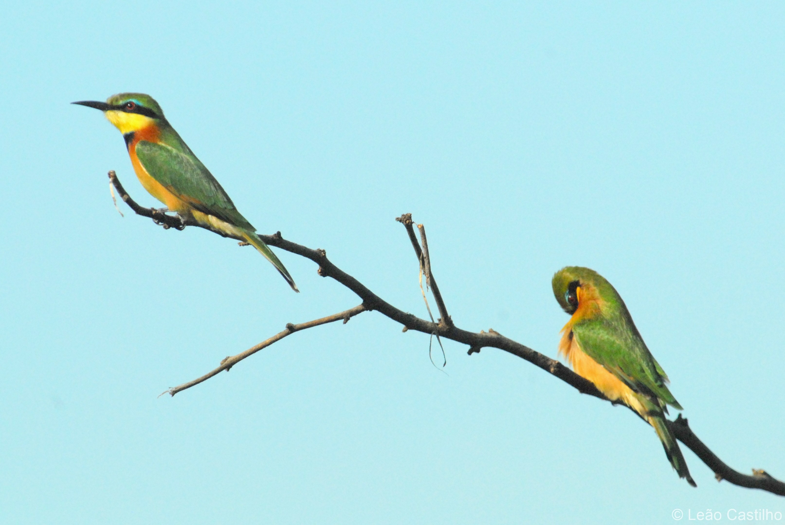 Photos of animals. Simbahalu