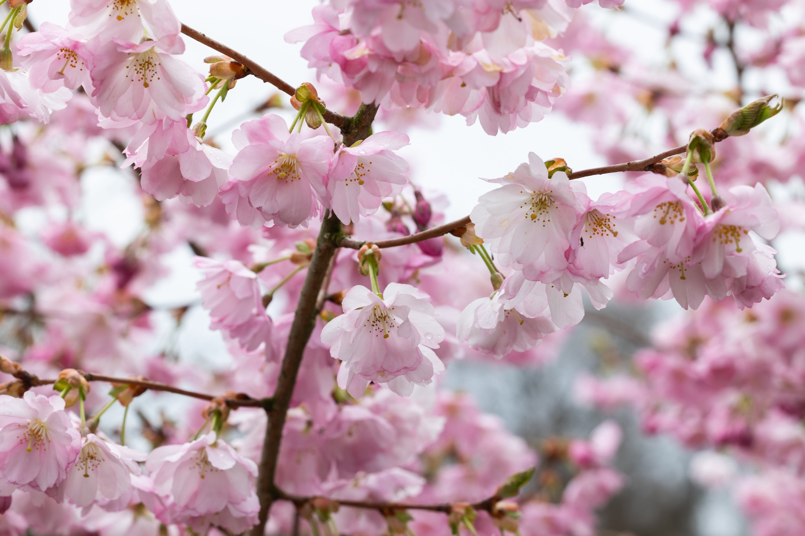 Forår. Fotograf Aarhus | Portrætfoto Århus | Flotte billeder