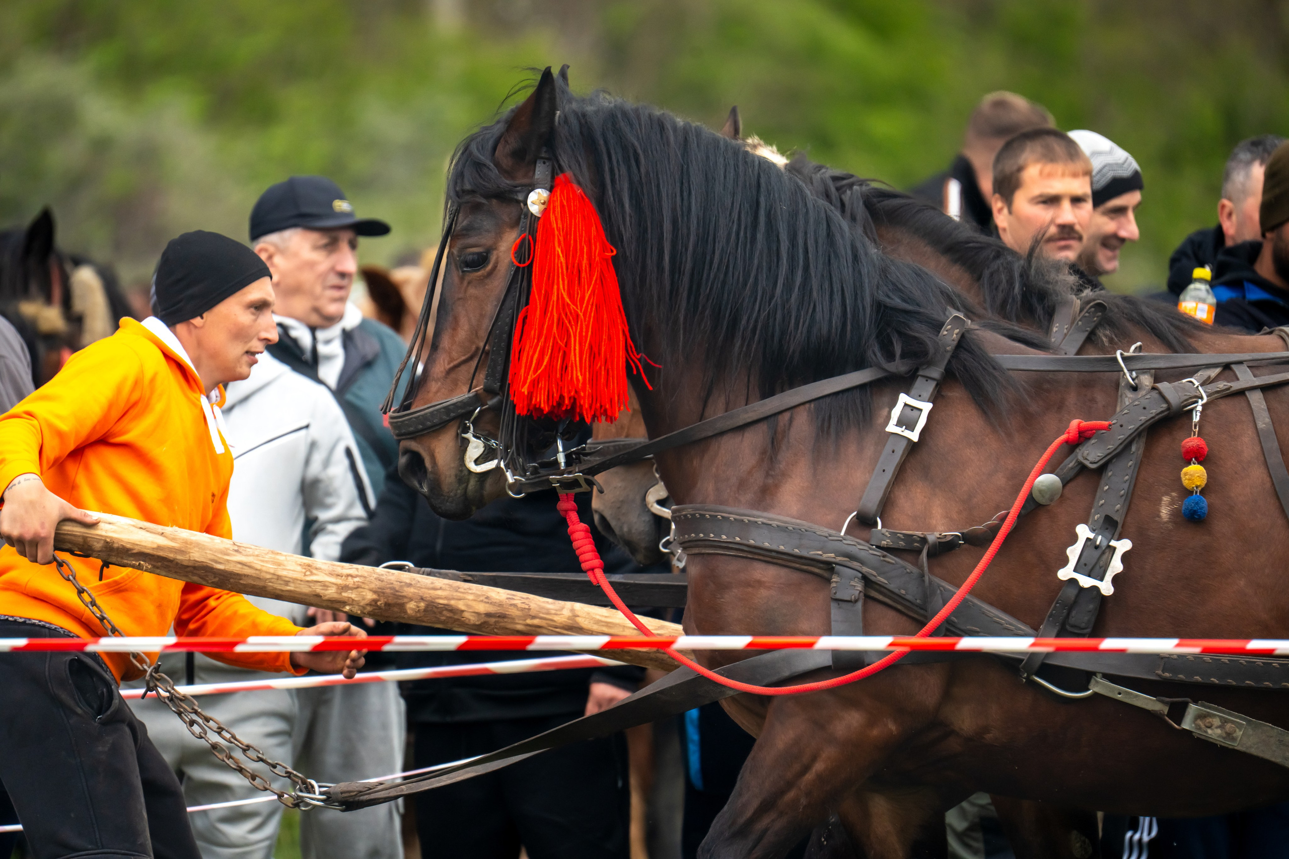 Concurs Ecvestru Vărbilău ediția a 4-a. Mihai Alexandra Events