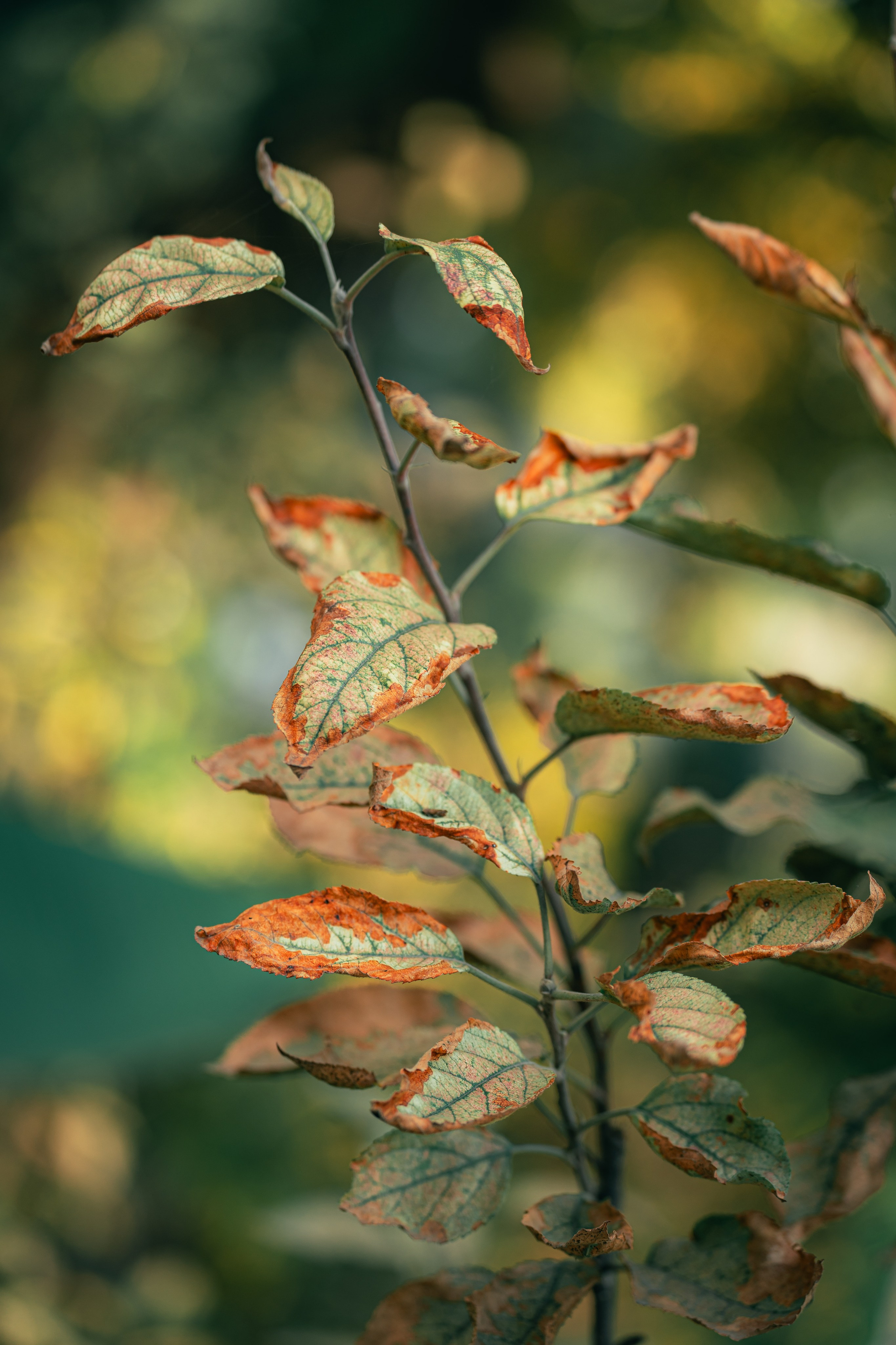 Ташкентская осень. Георгий Намазов | Фотограф в Ташкенте